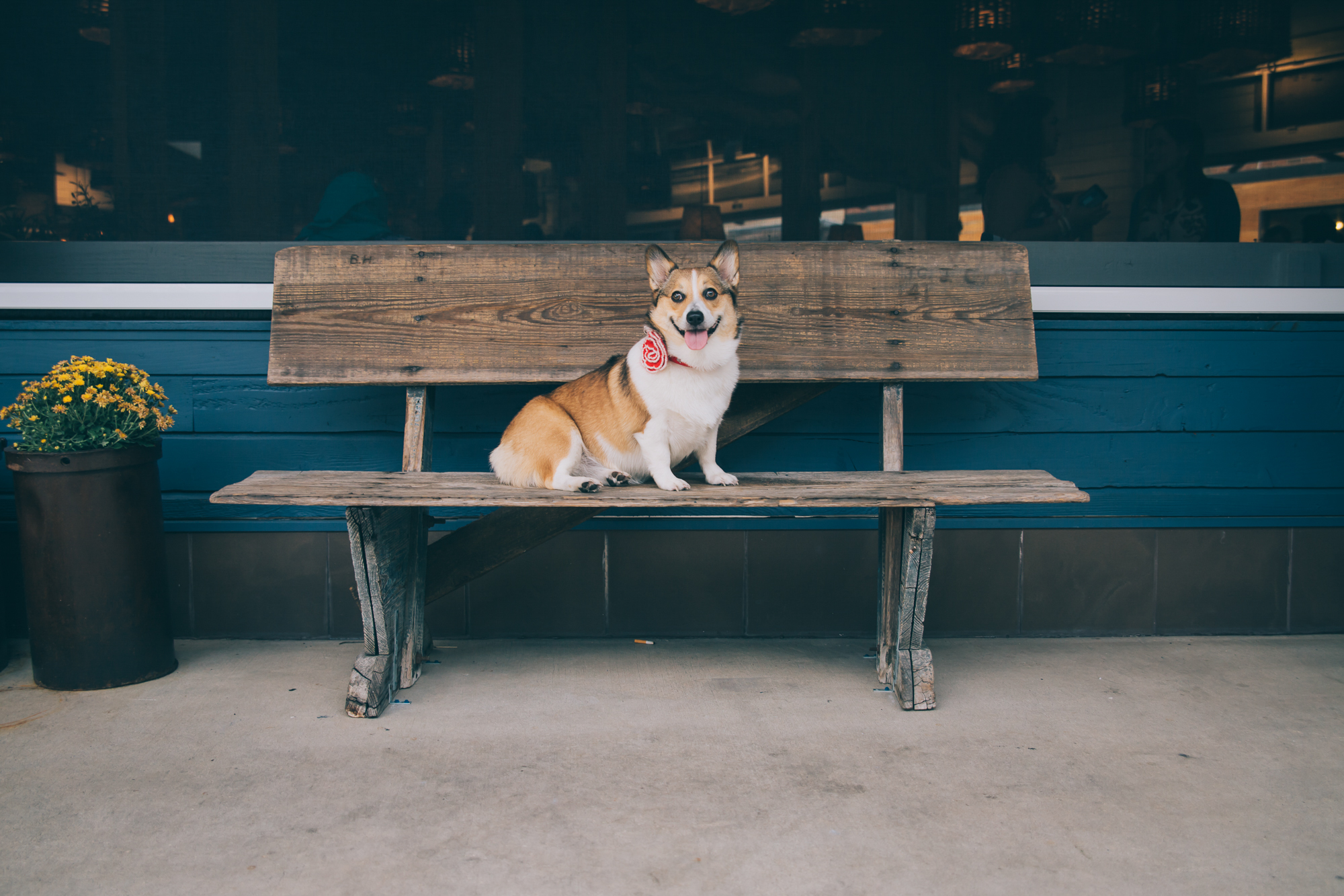 Kuma waiting to be seated at Bartaco