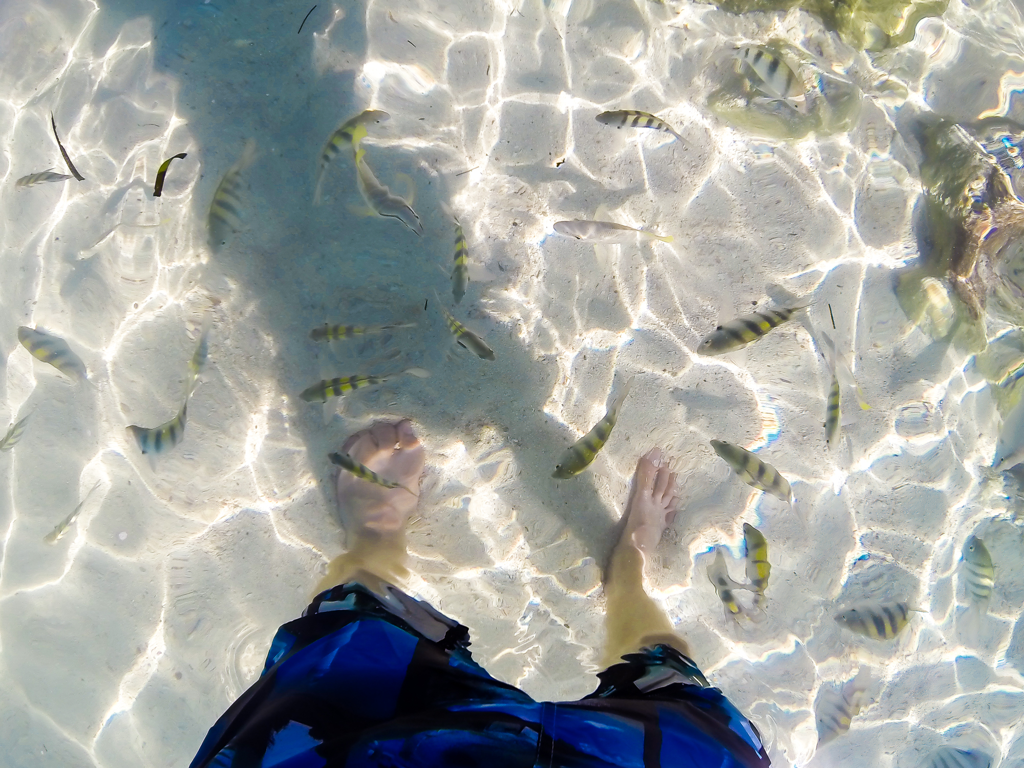 GETTING SURROUNDED BY THE FRIENDLY FISH