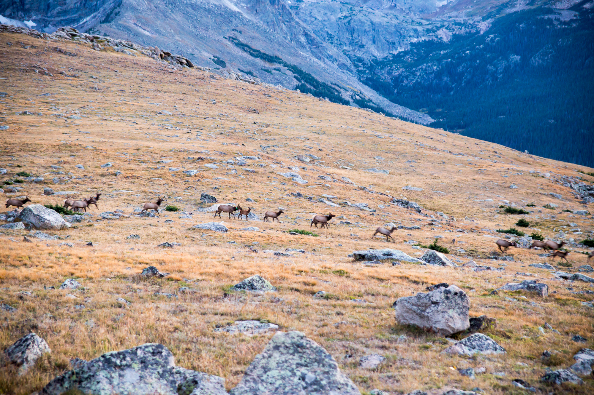 HERD OF ELK GOING DOWN THE MOUNTAINS