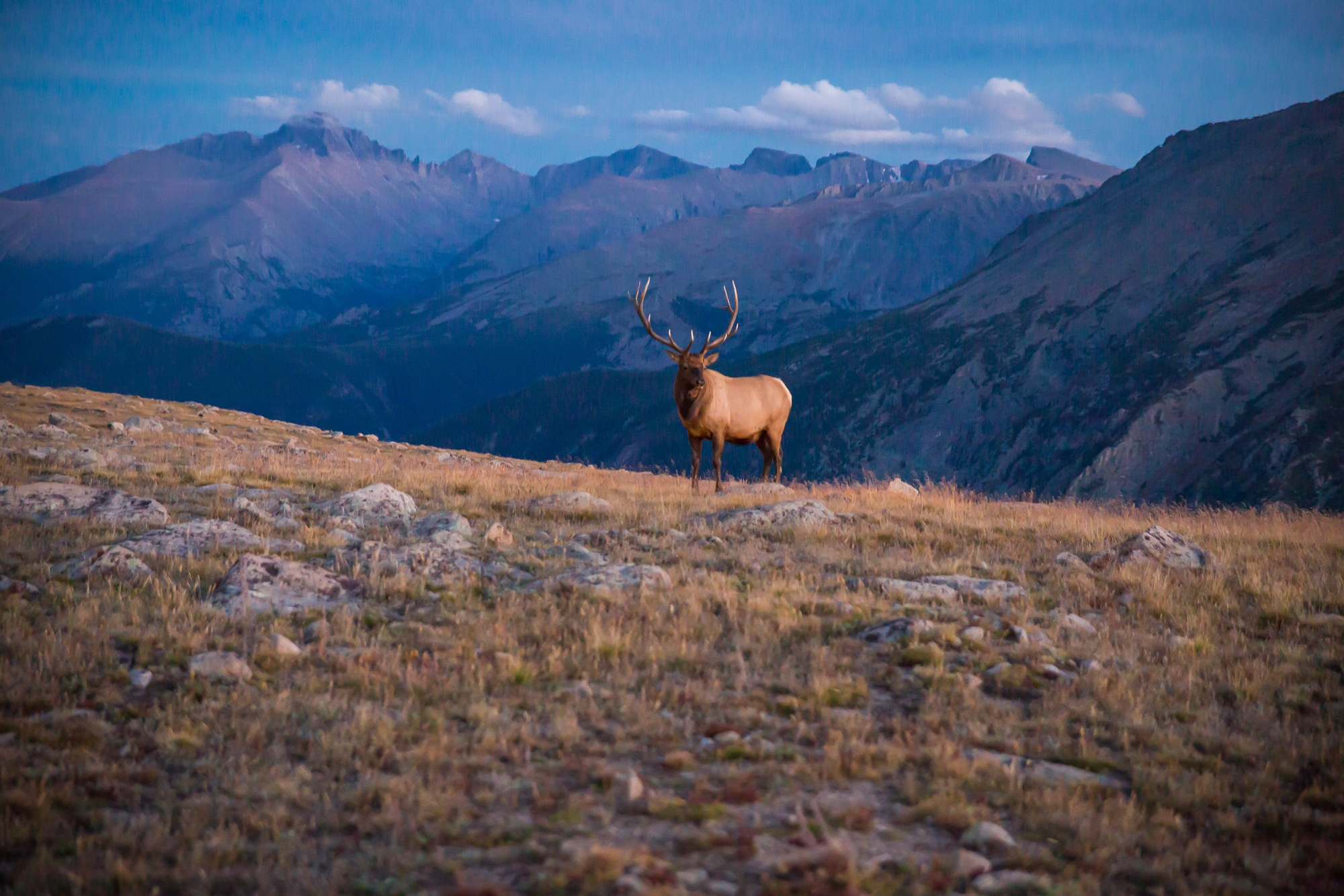 BIG DADDY ELK