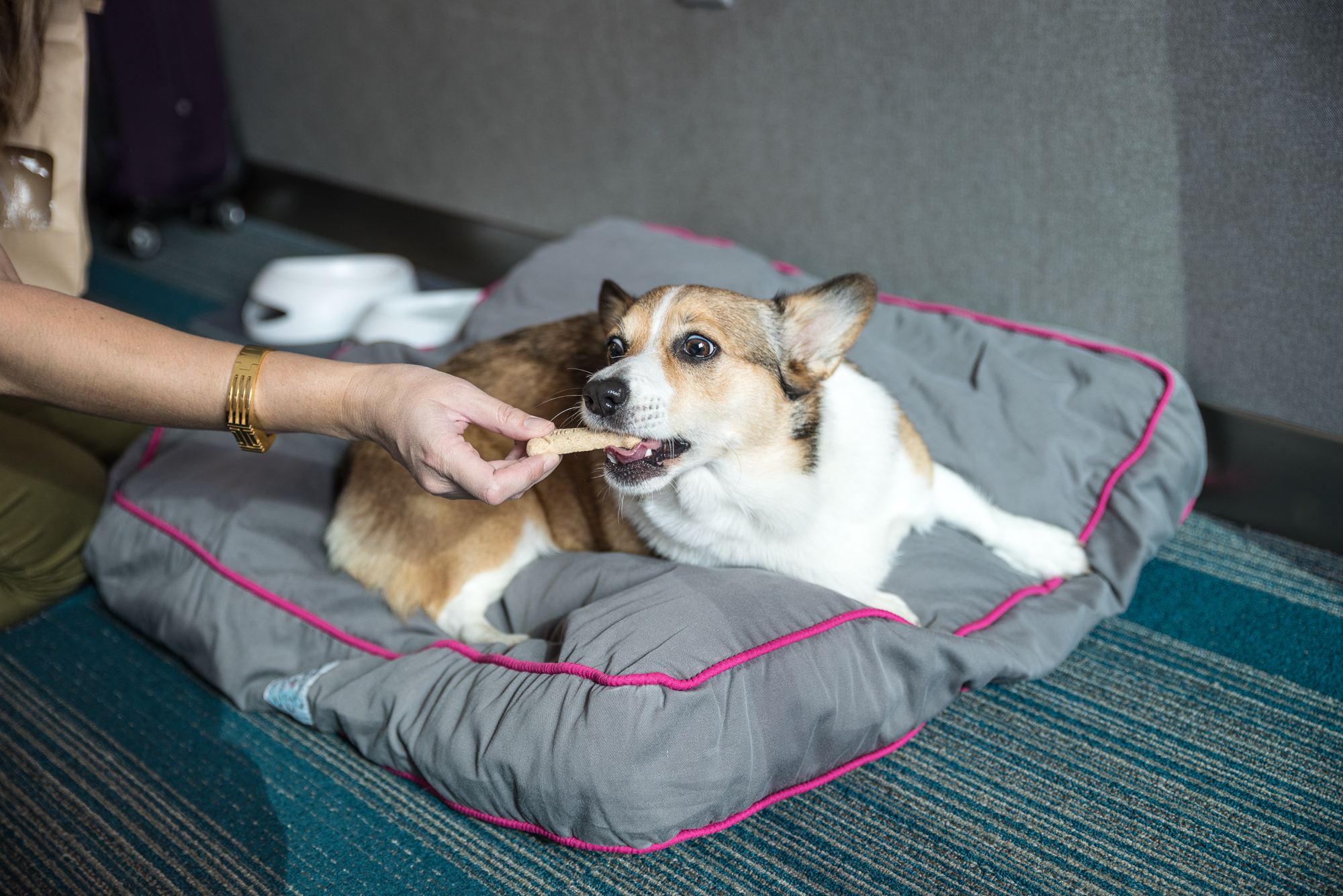 Kuma enjoying her free treats from Aloft