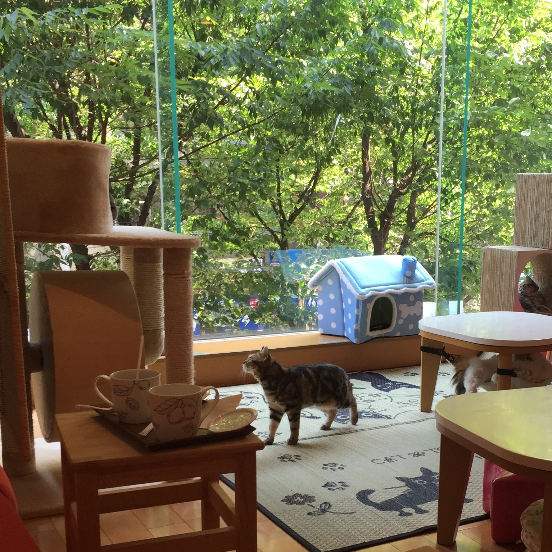 View of the cat cafe from the other side