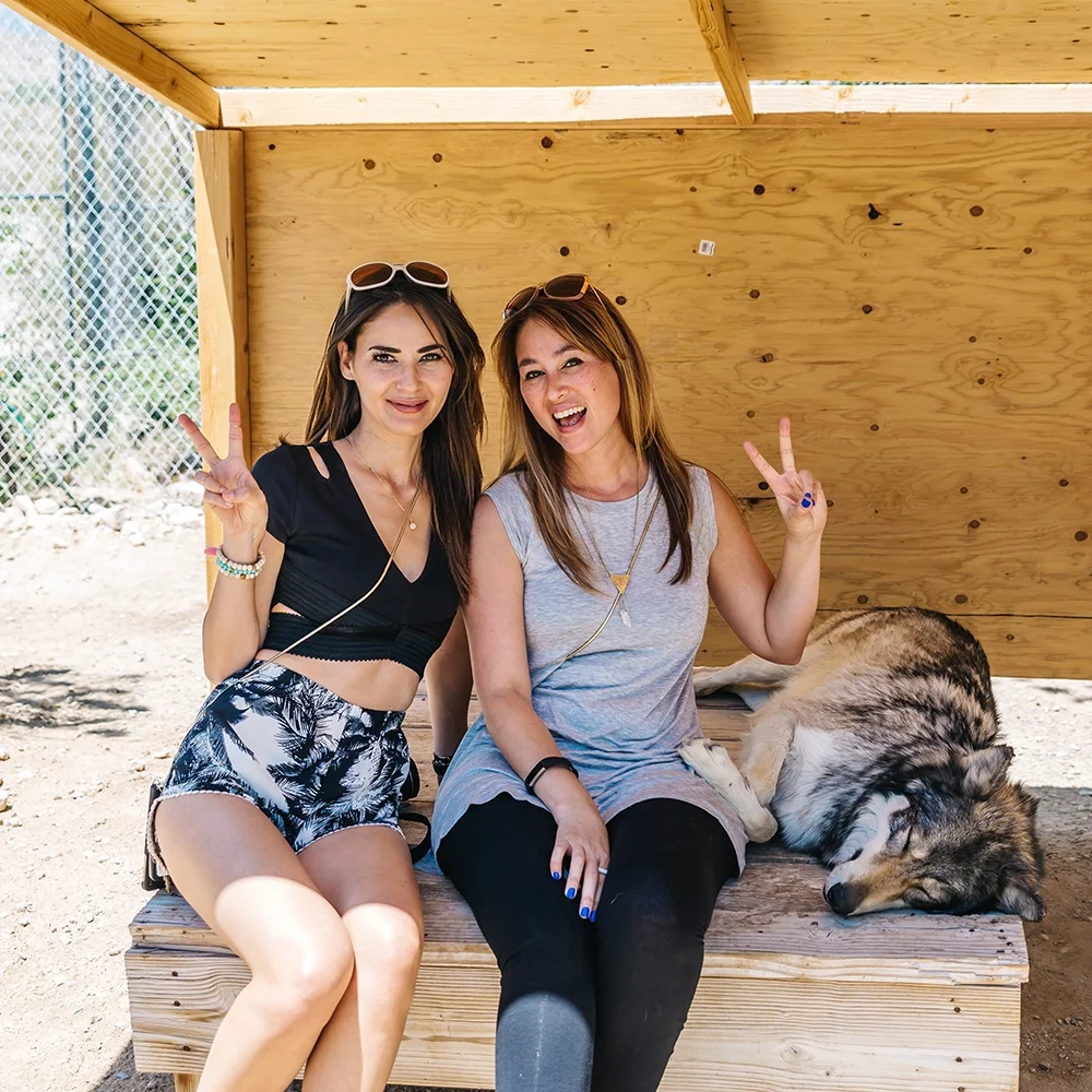 Pet Some Wolves at the Wolf Mountain Sanctuary in California