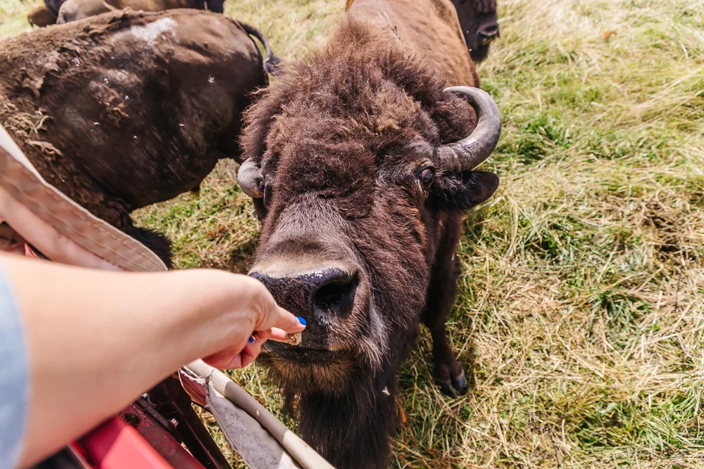 Cook's Bison Ranch in Indiana