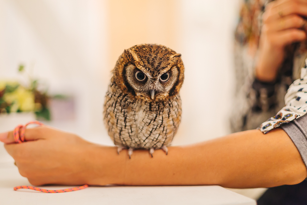What Owl Cafes Are Really Like in Japan - Travel Pockets