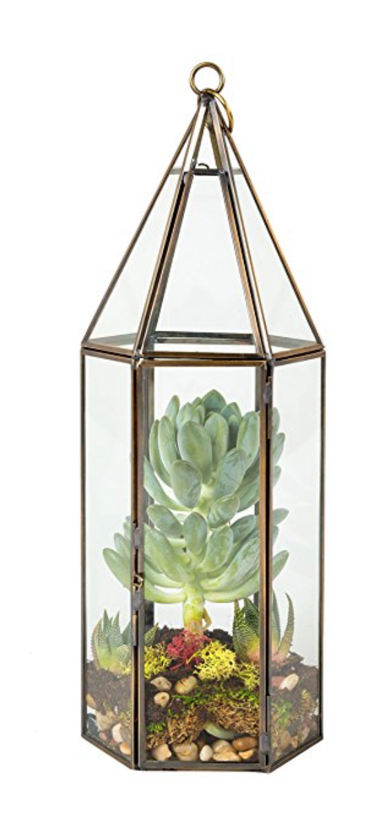 Succulent & Hanging Air Plant