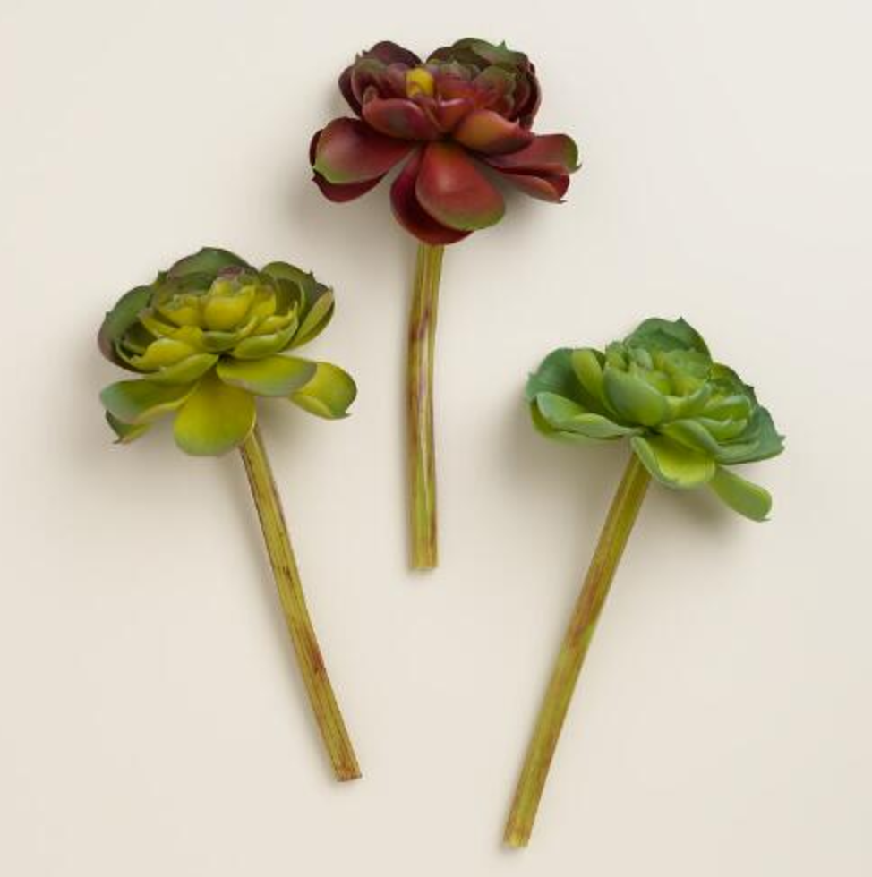 World Market Echeveria Stems