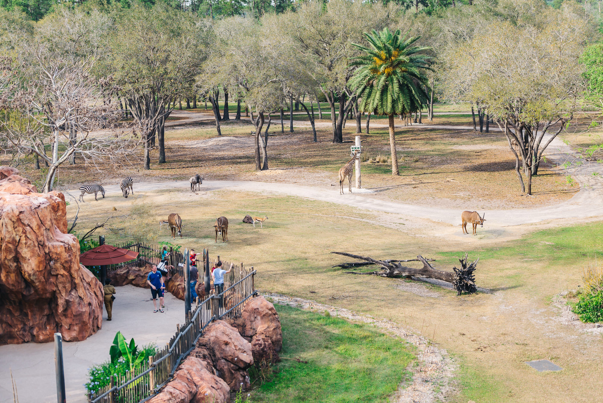 Waking Up to Safari Animals at Disney World’s Animal Kingdom Lodge Travel Pockets