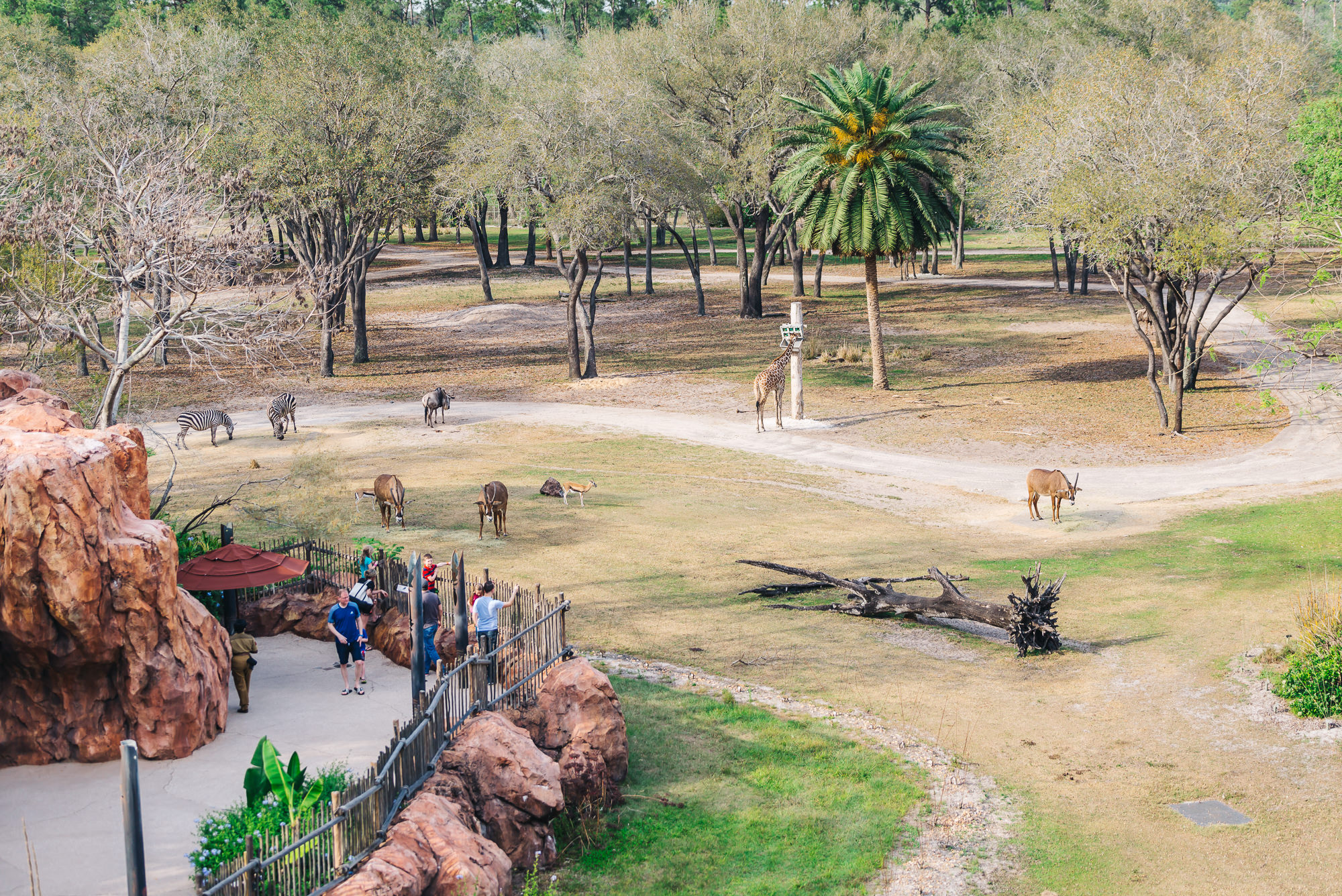 animal kingdom lodge safari tours