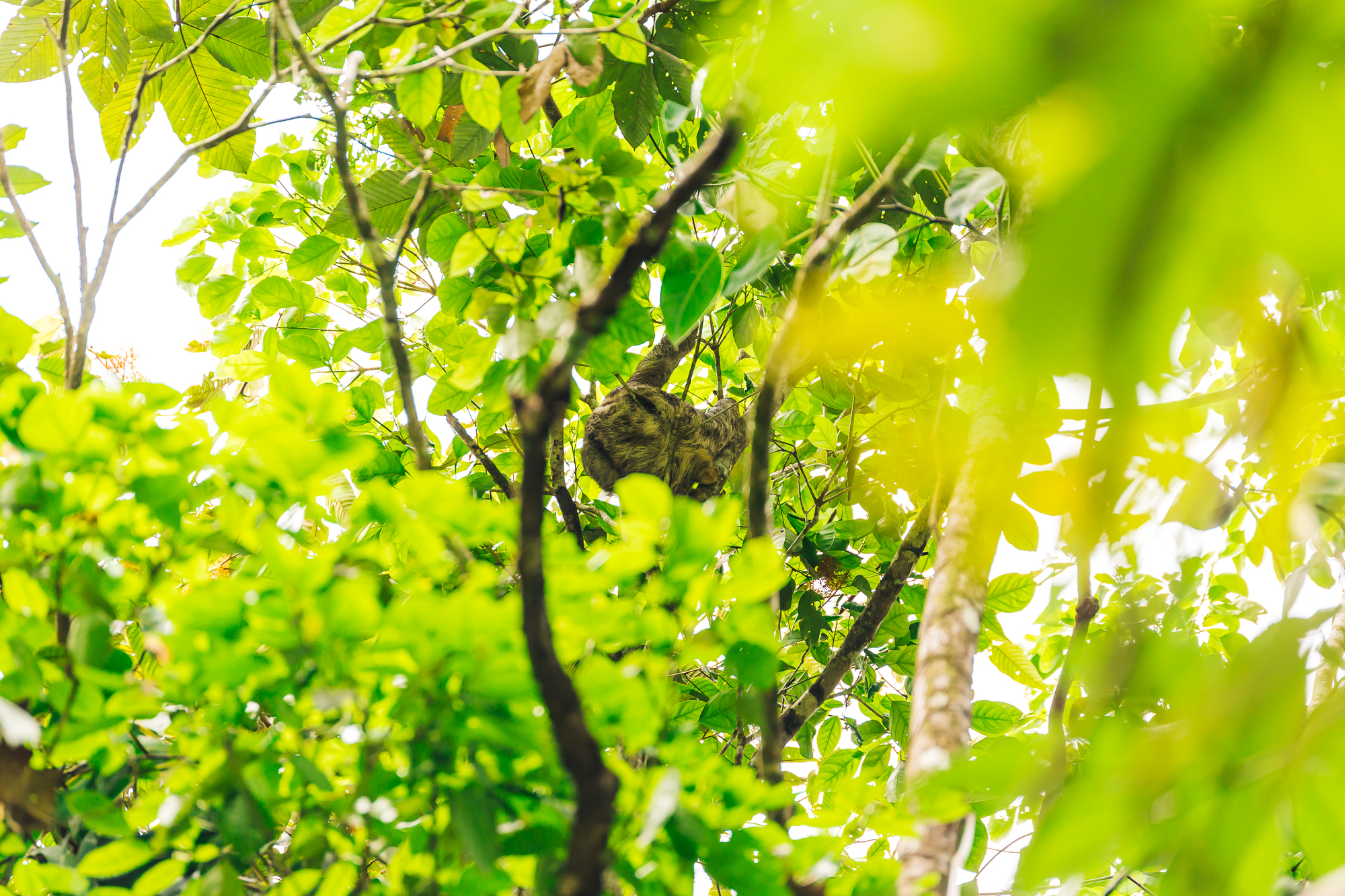 A sloth sleeping high up in the trees