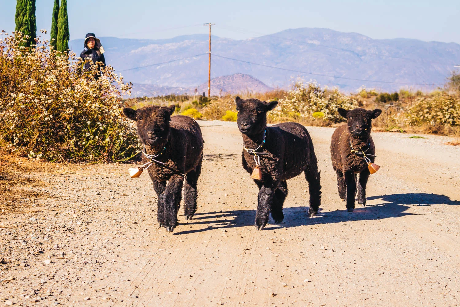 Adorable lambs in Ramona Valley, California