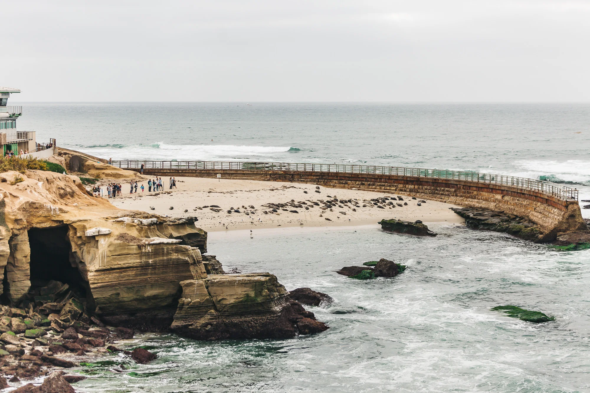 SEALS RESTING AT CHILDREN'S POOL IN LA JOLLA, CALIFORNIA