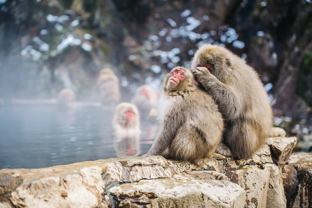 Snow Monkeys Bathing in Japan