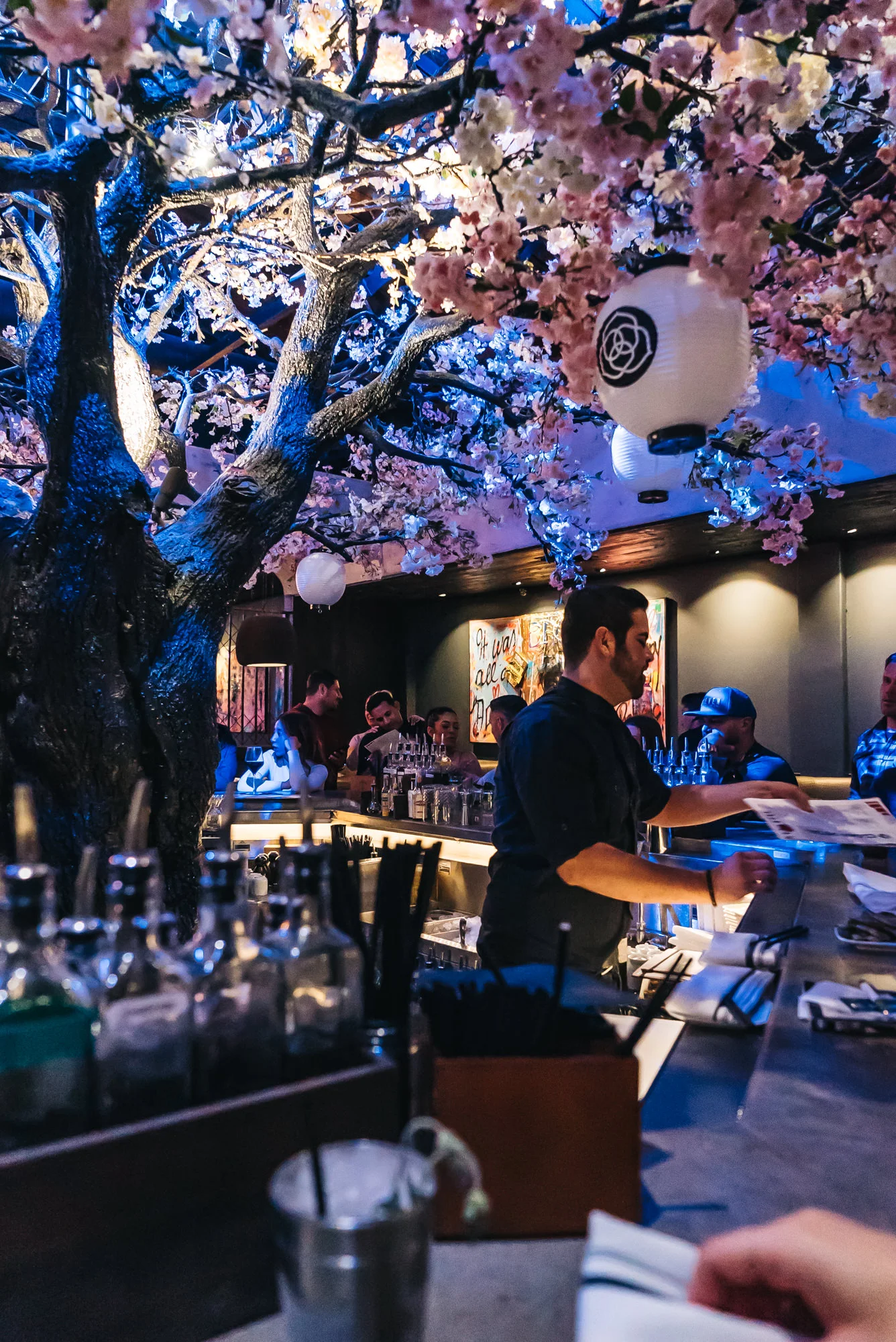 Gorgeous cherry blossom tree