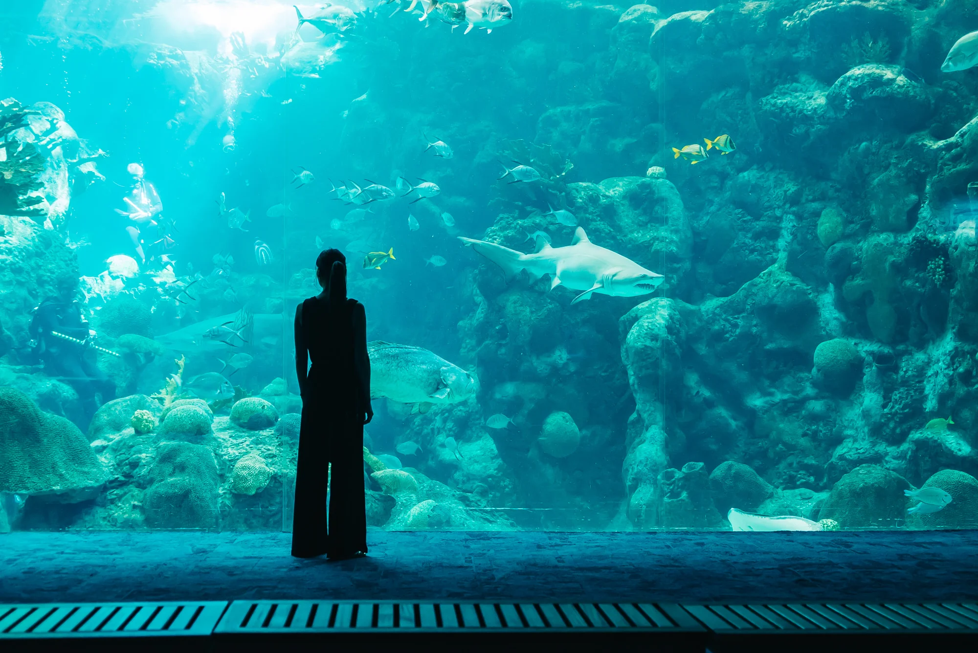 Meet the Cutest Penguins at The Florida Aquarium in Tampa