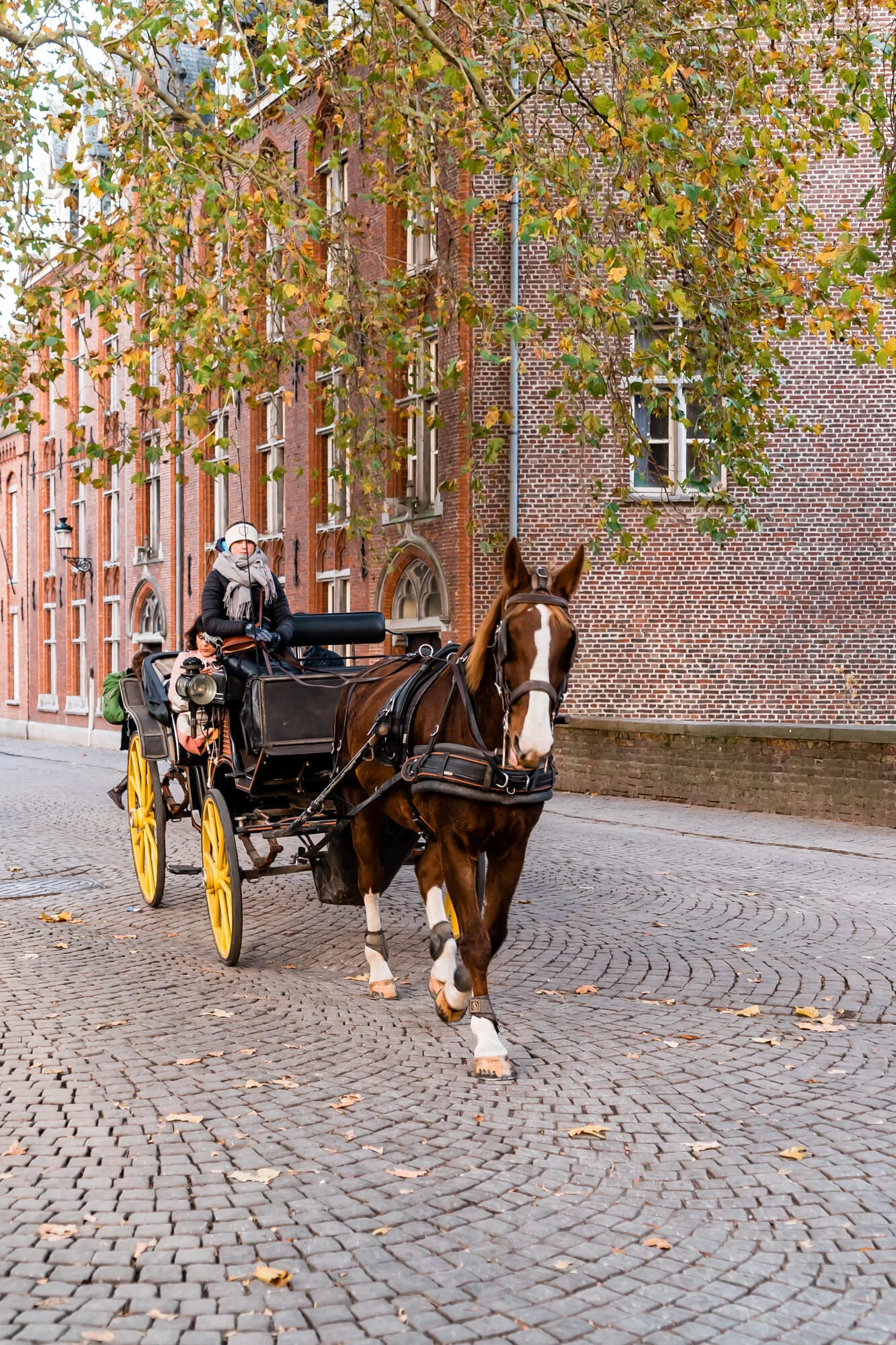 View the city on a horse carriage tour