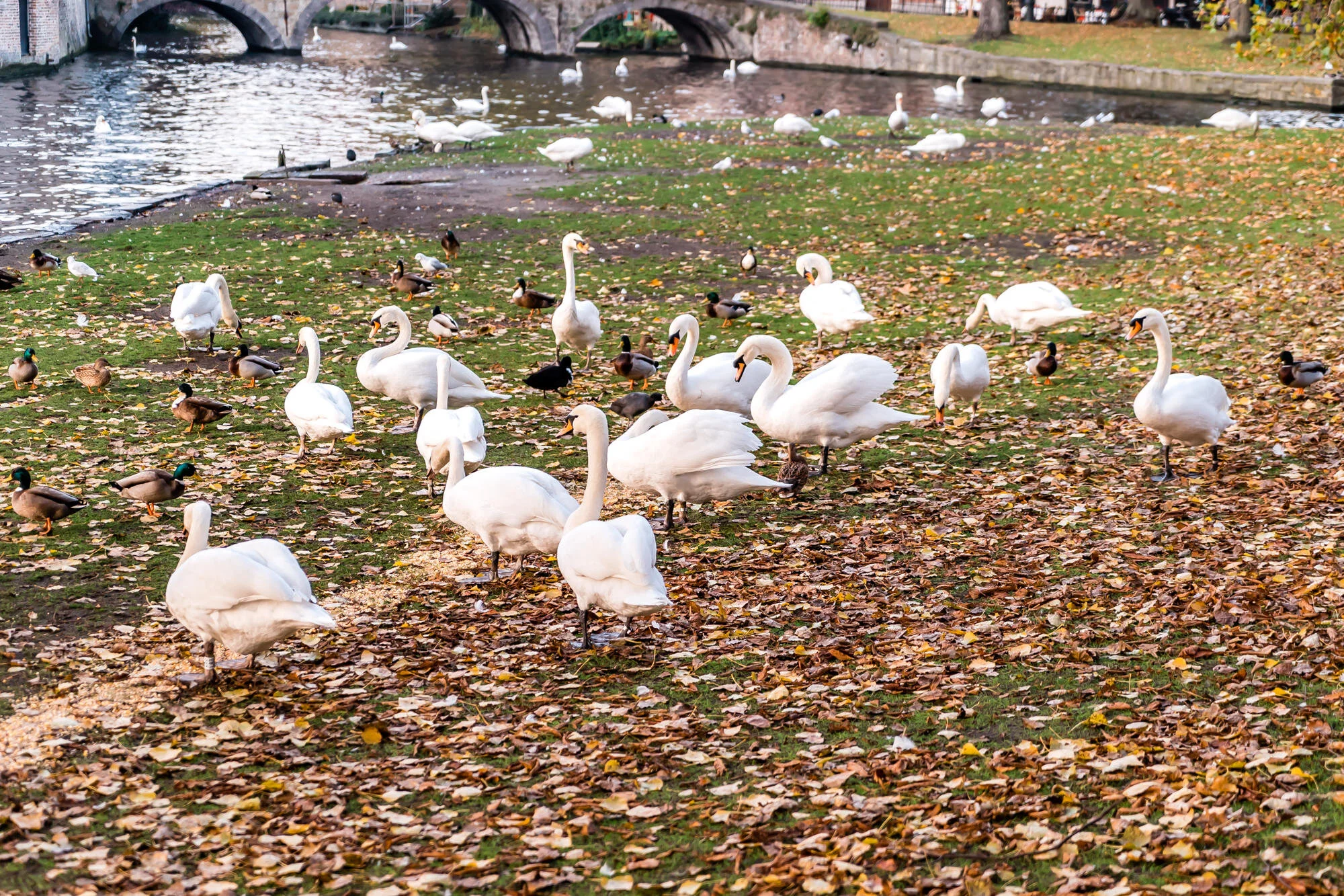 The beautiful swans (and ducks) of Bruges