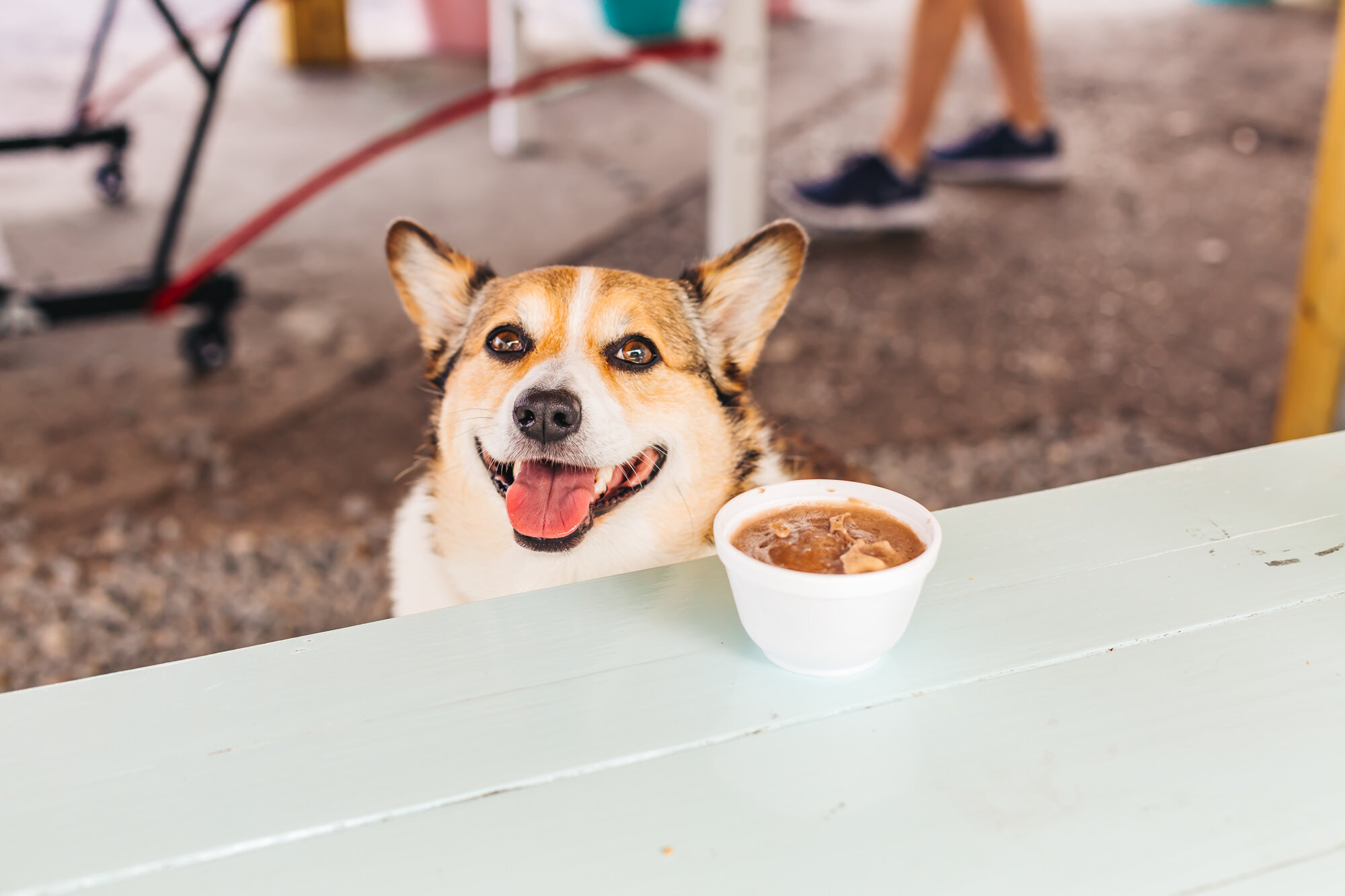 Top places to bring your dog in Tampa Bay, from breweries to