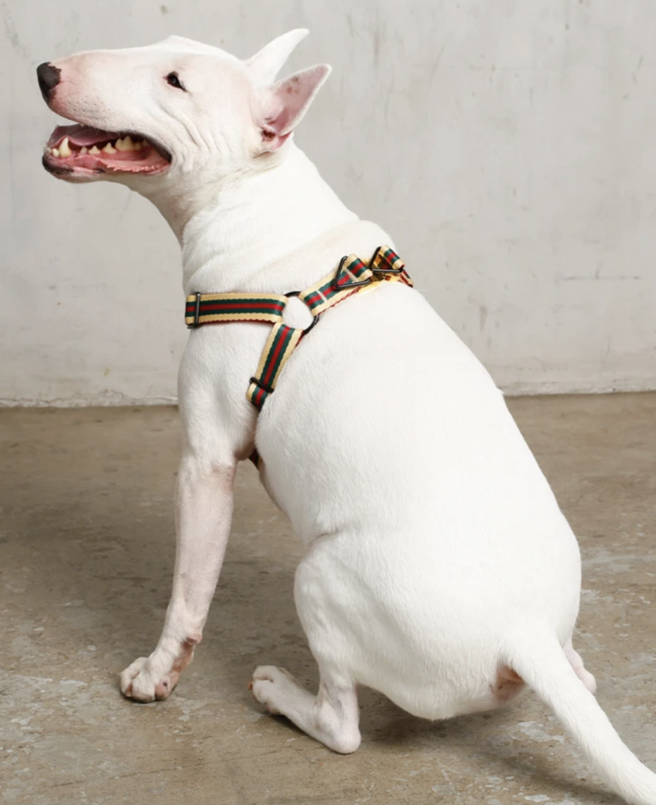 Saint Rue Harness
