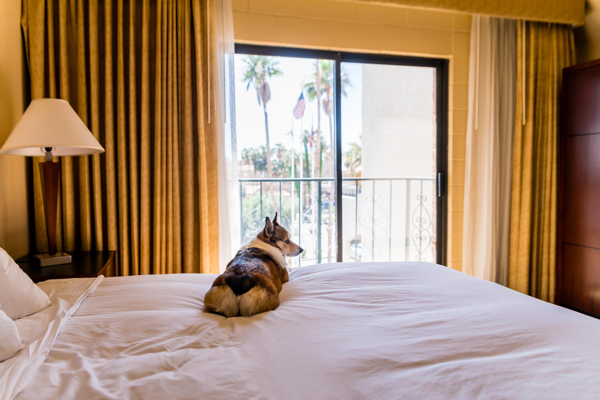 Pet-Friendly DoubleTree Suites Tucson Airport Hotel Review