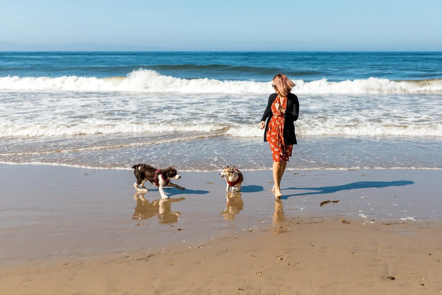 7 Dog-Friendly Things To Do in Santa Barbara, California