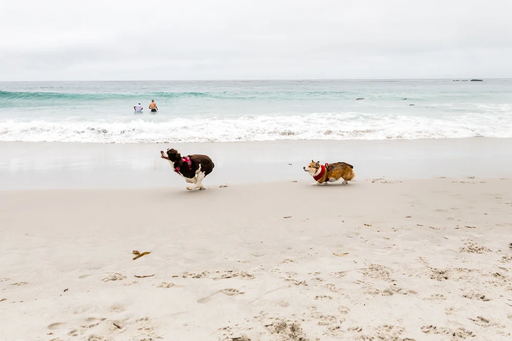 The 6 Best Off-Leash Dog Beaches in Southern California - Travel Pockets