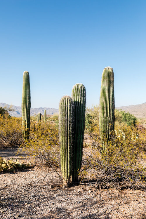 Desert Dogs (Coyote and Foxes) - Saguaro National Park (U.S.