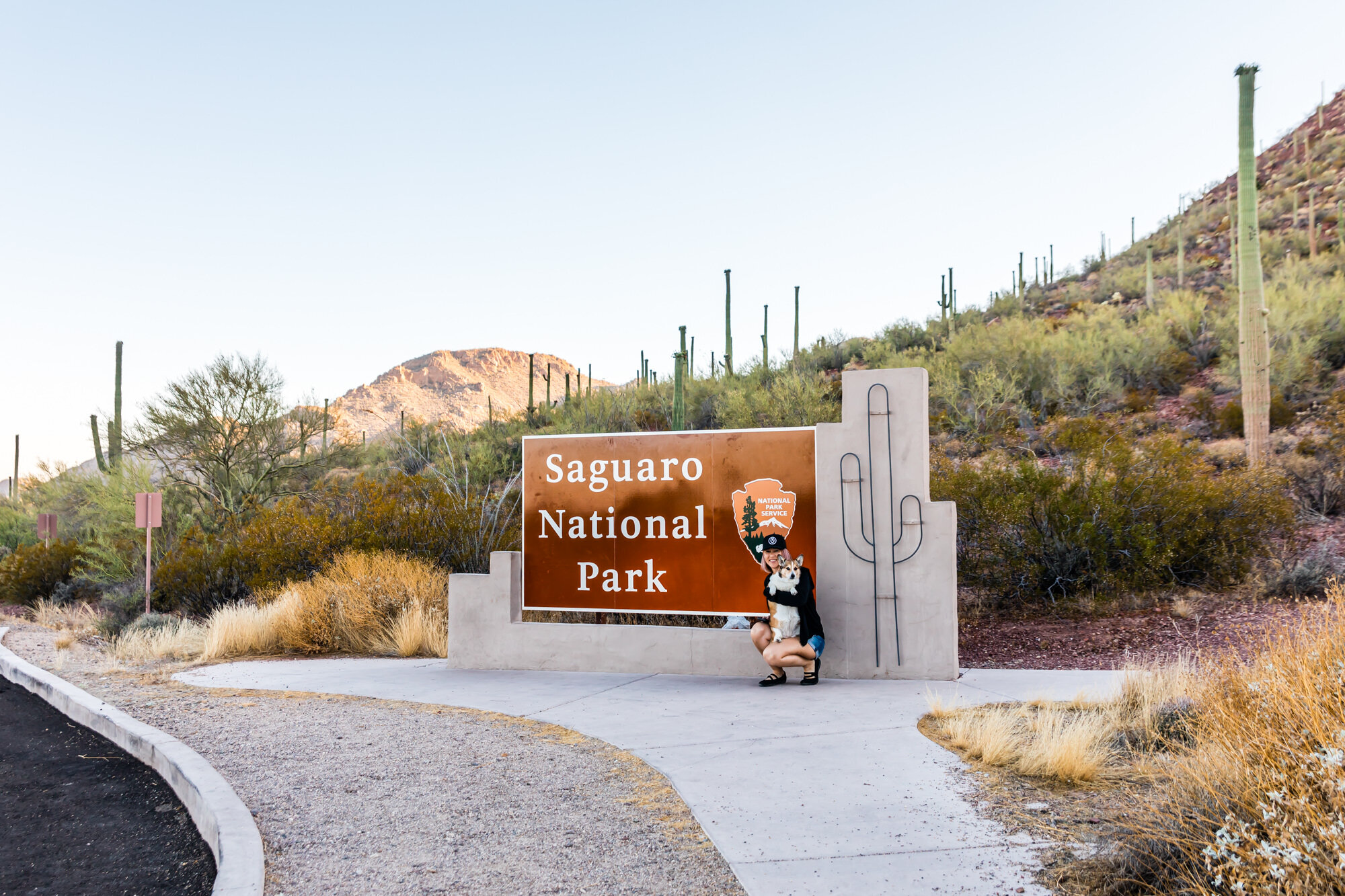 Things To Do With Your Dog at Saguaro National Park