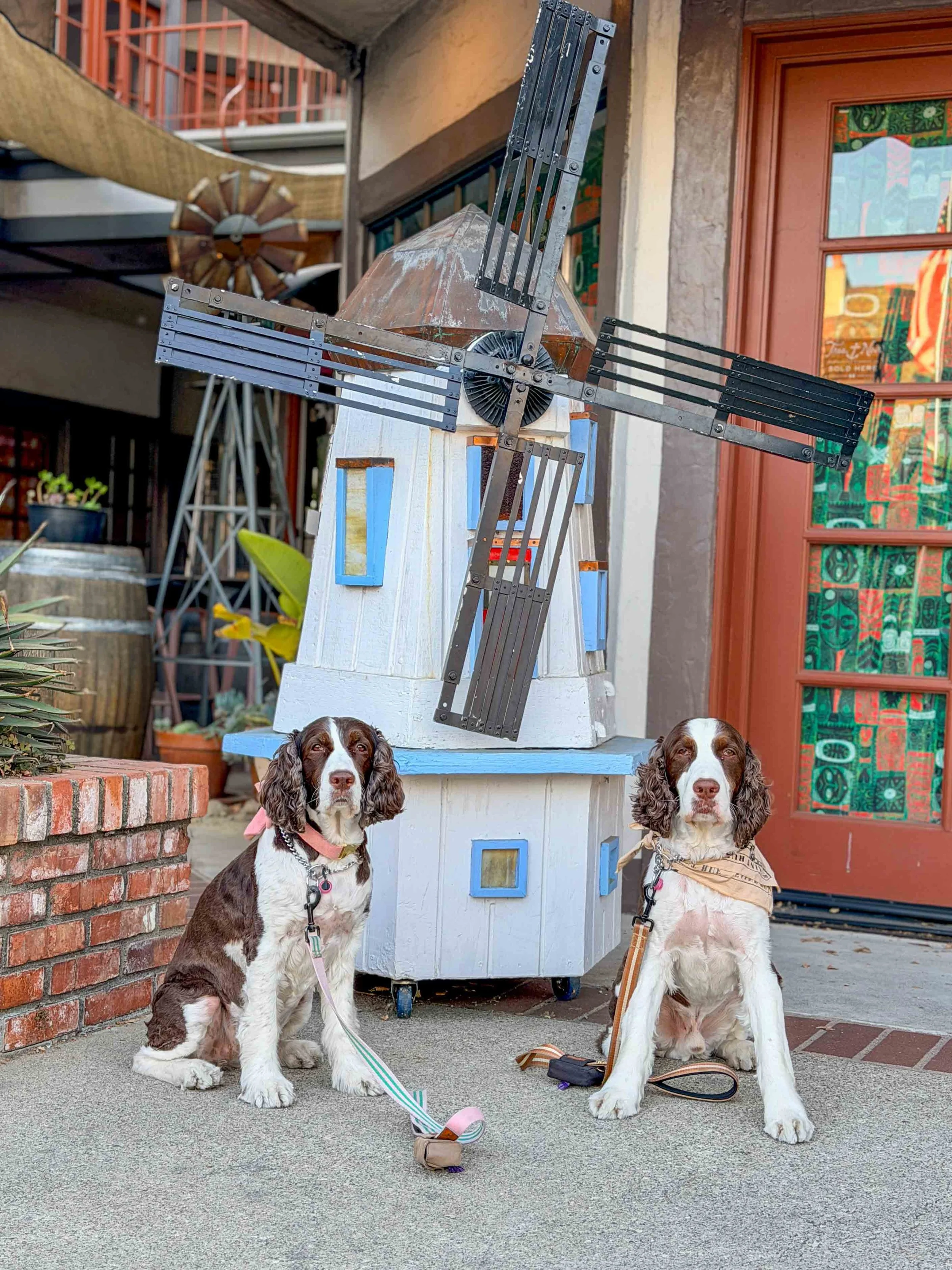 dogs and a mini windmill