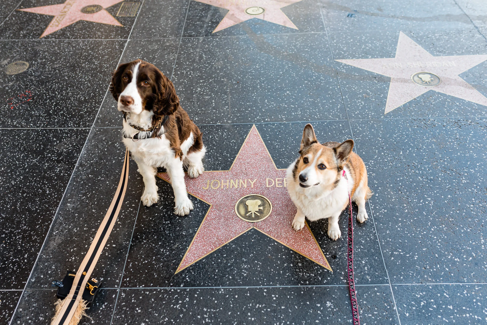Zooey &amp; Kuma found Johny Depp’s star