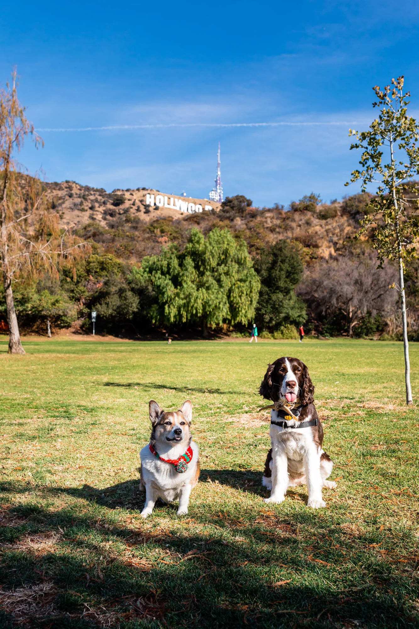 Glamour shot of the pups