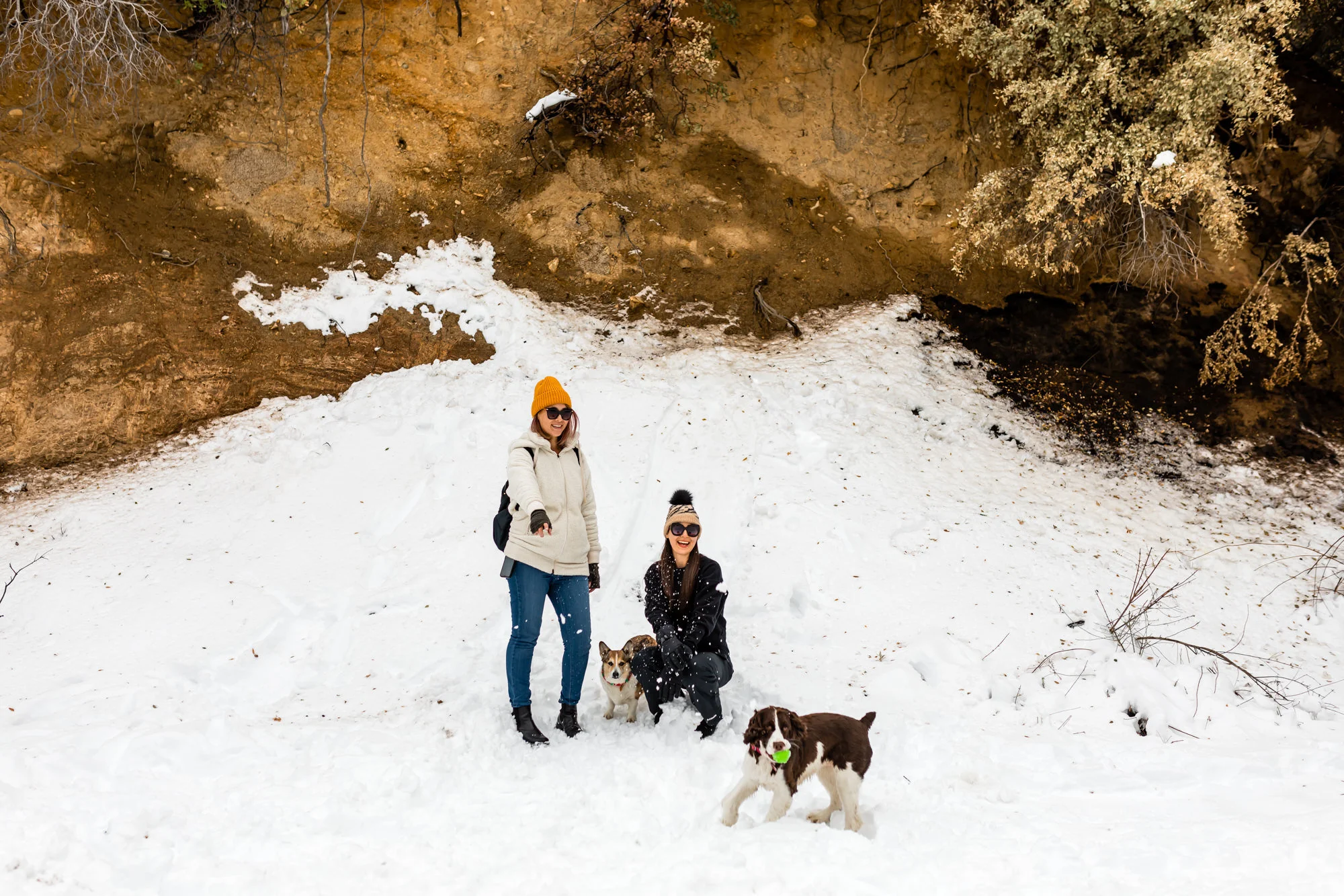 Where to Play in the Snow with Your Dog in Los Angeles