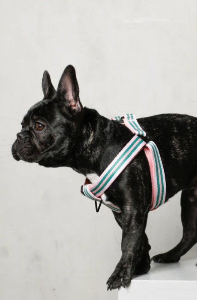 Saint Rue Harness