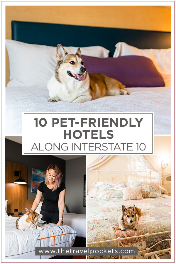 The Top 10 Best Pet-Friendly Hotels Along I-10 For Every Budget
