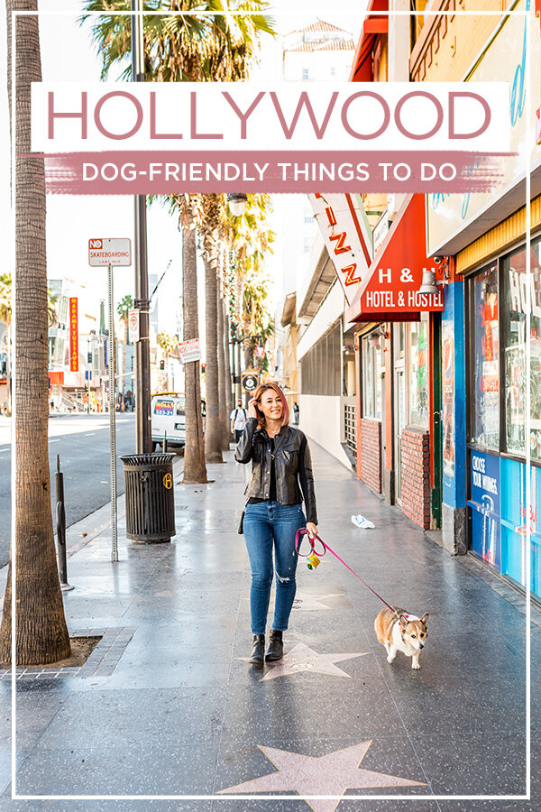 Dog-Friendly Things To Do in Hollywood