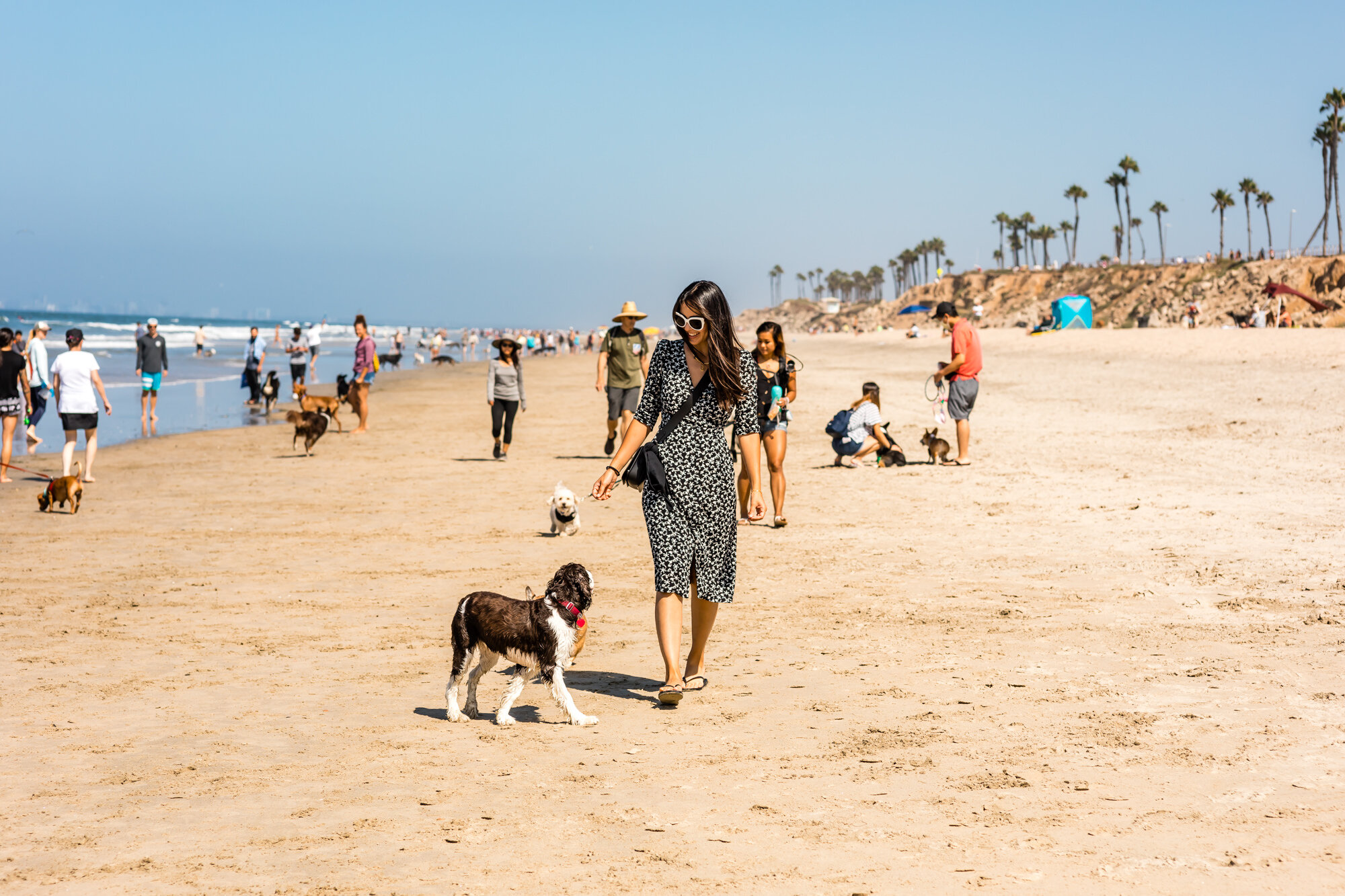 Handing Zooey a treat at the off-leash Huntington Dog Beach