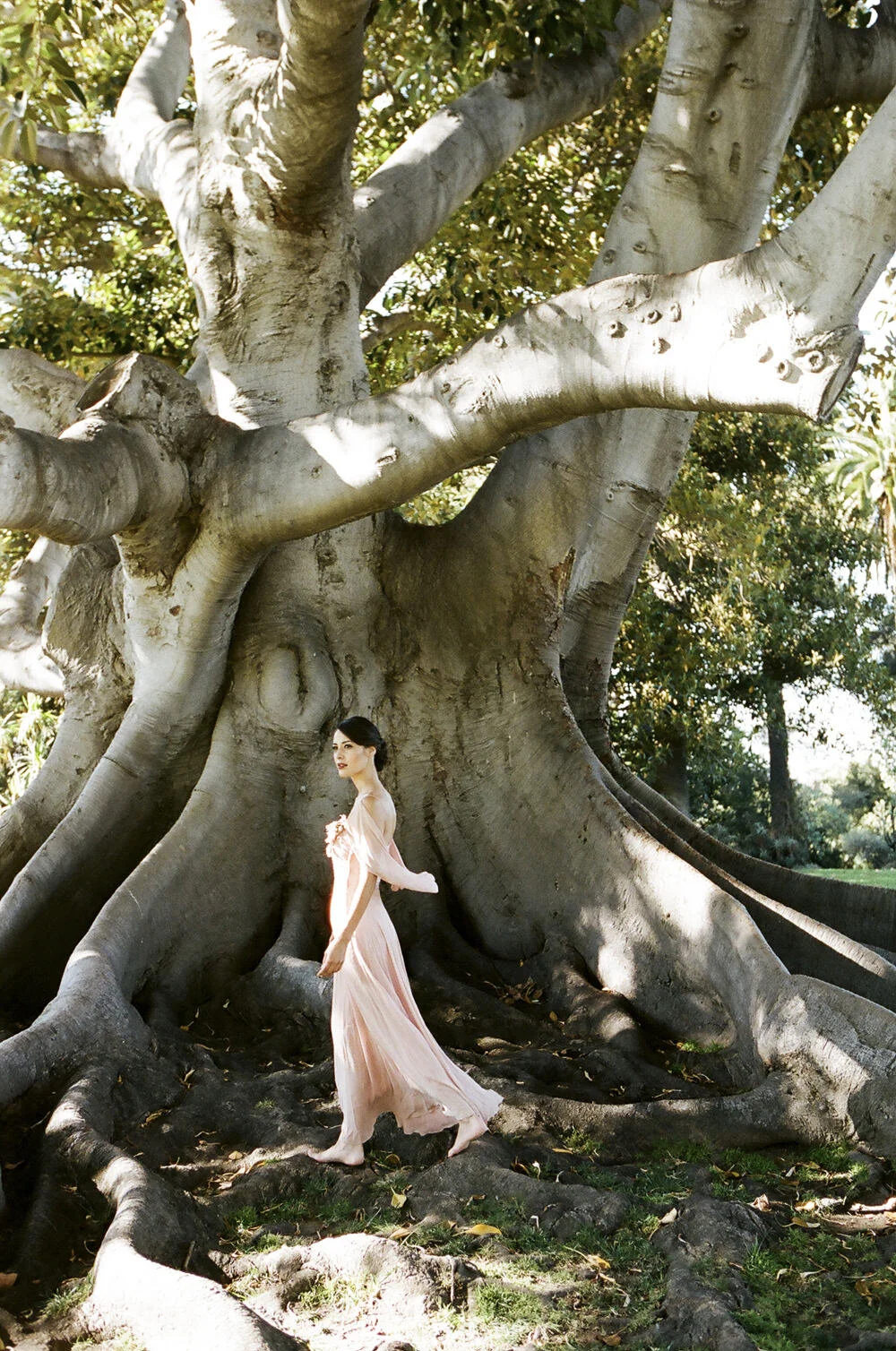 Gorgeous Moreton Bay Fig Tree