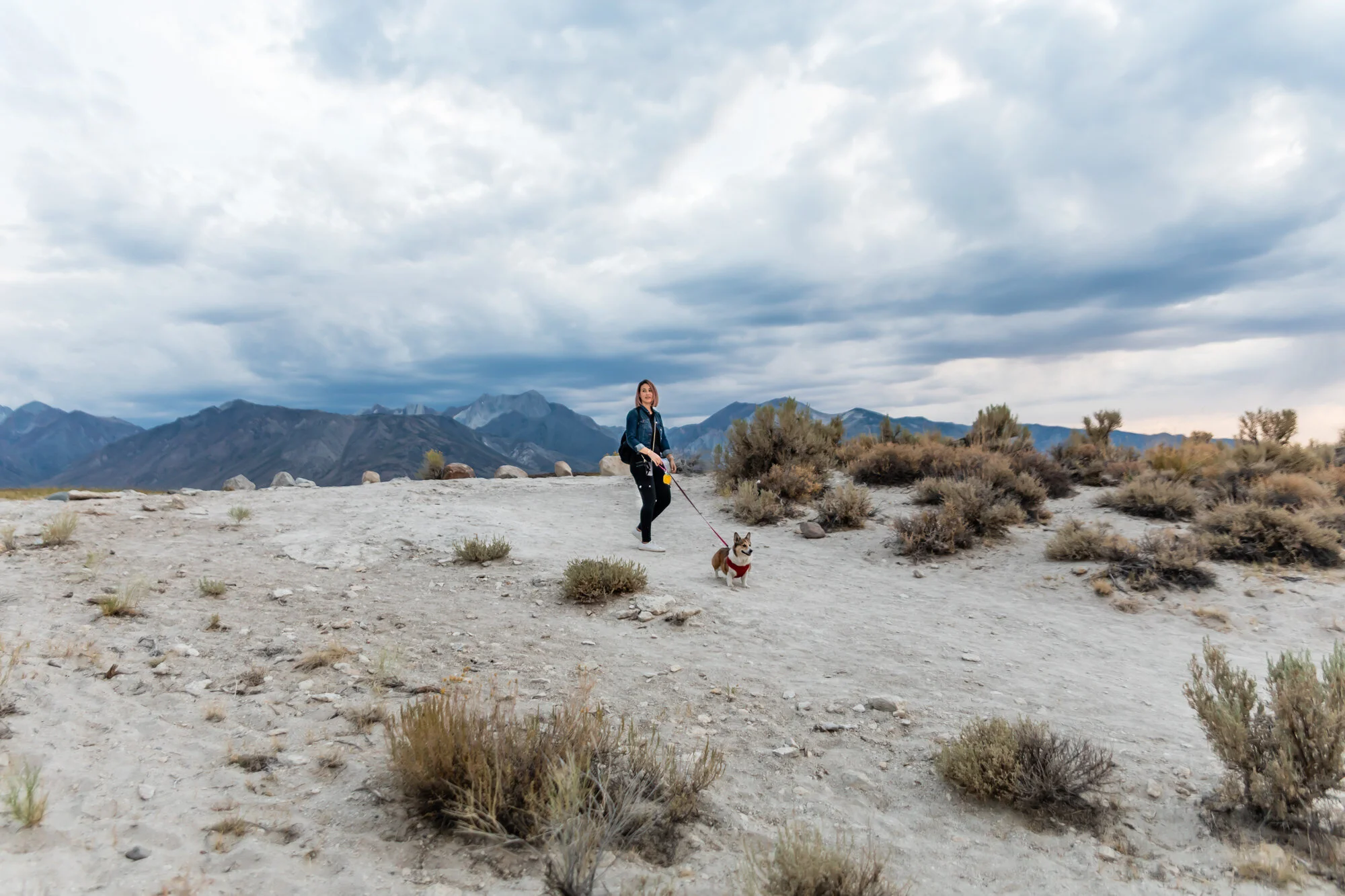 7 Super Dog-Friendly Destinations in California