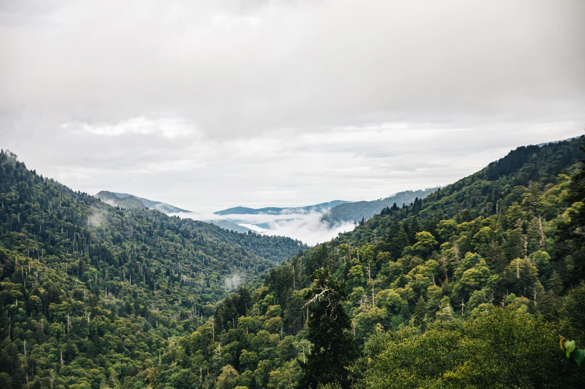 How To Spend a Day in the Smoky Mountains with Your Dog