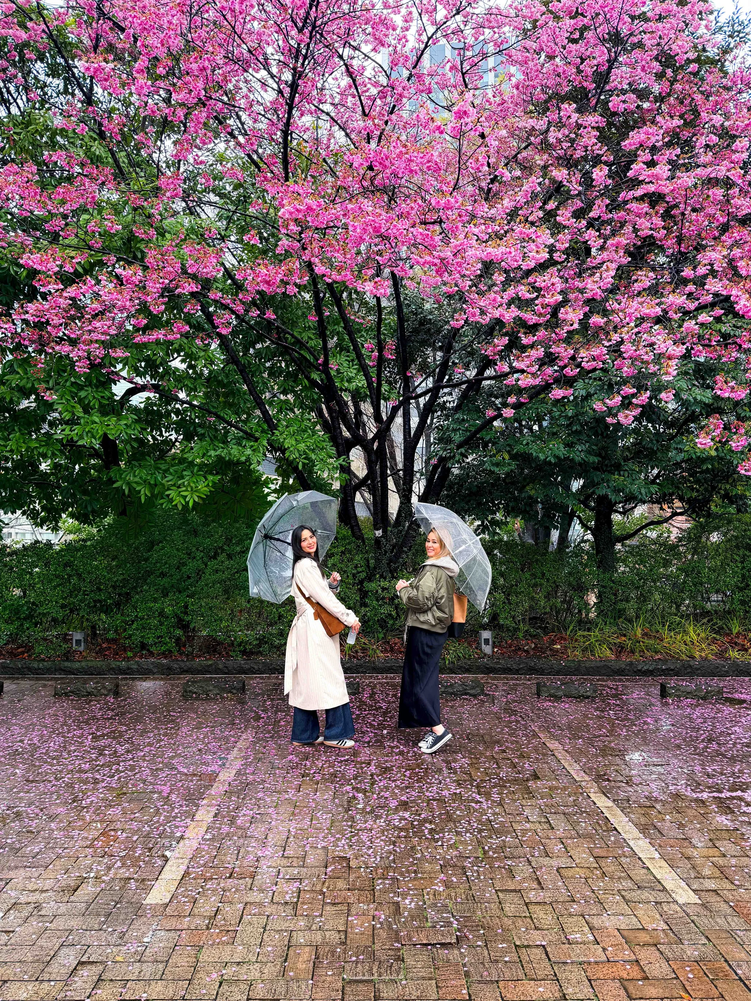 Rain and Sakura Season