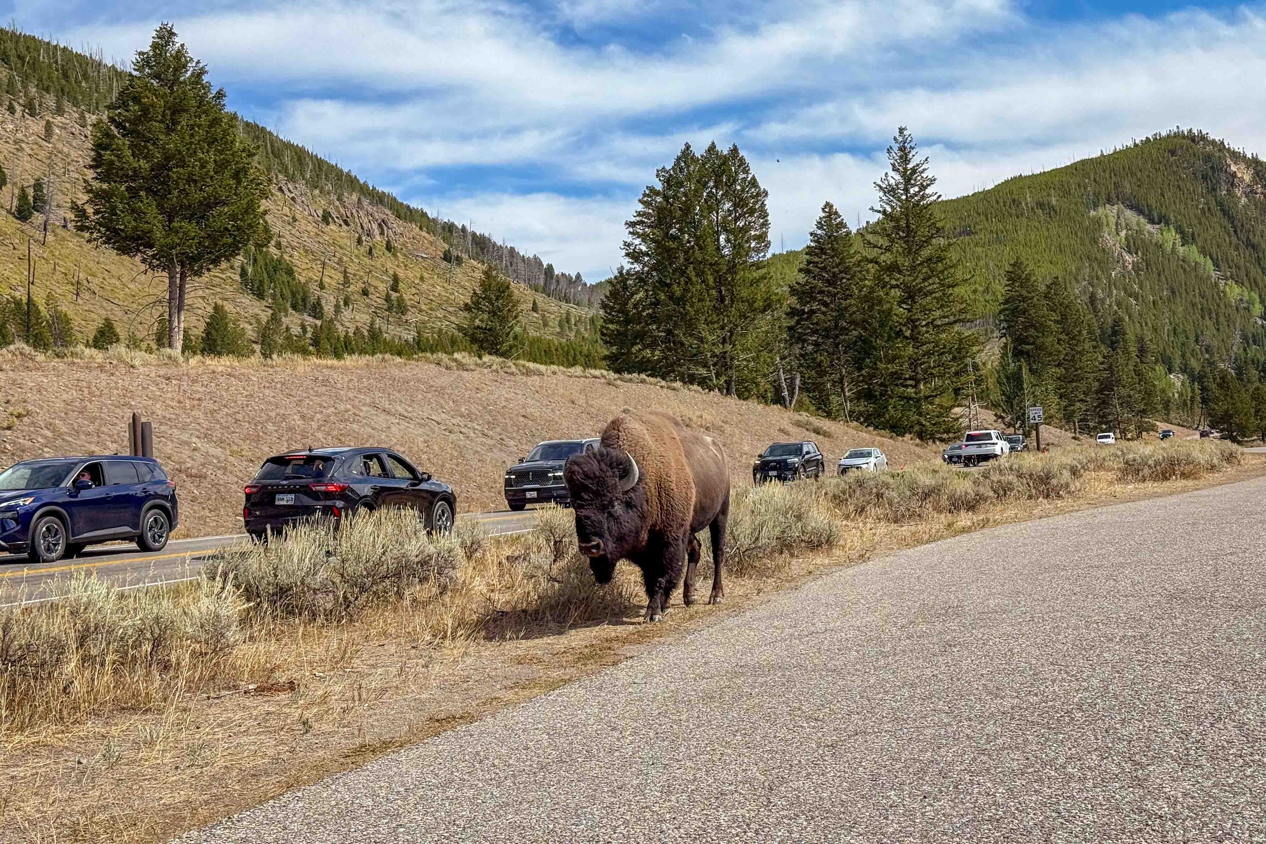 Bison walking on the road