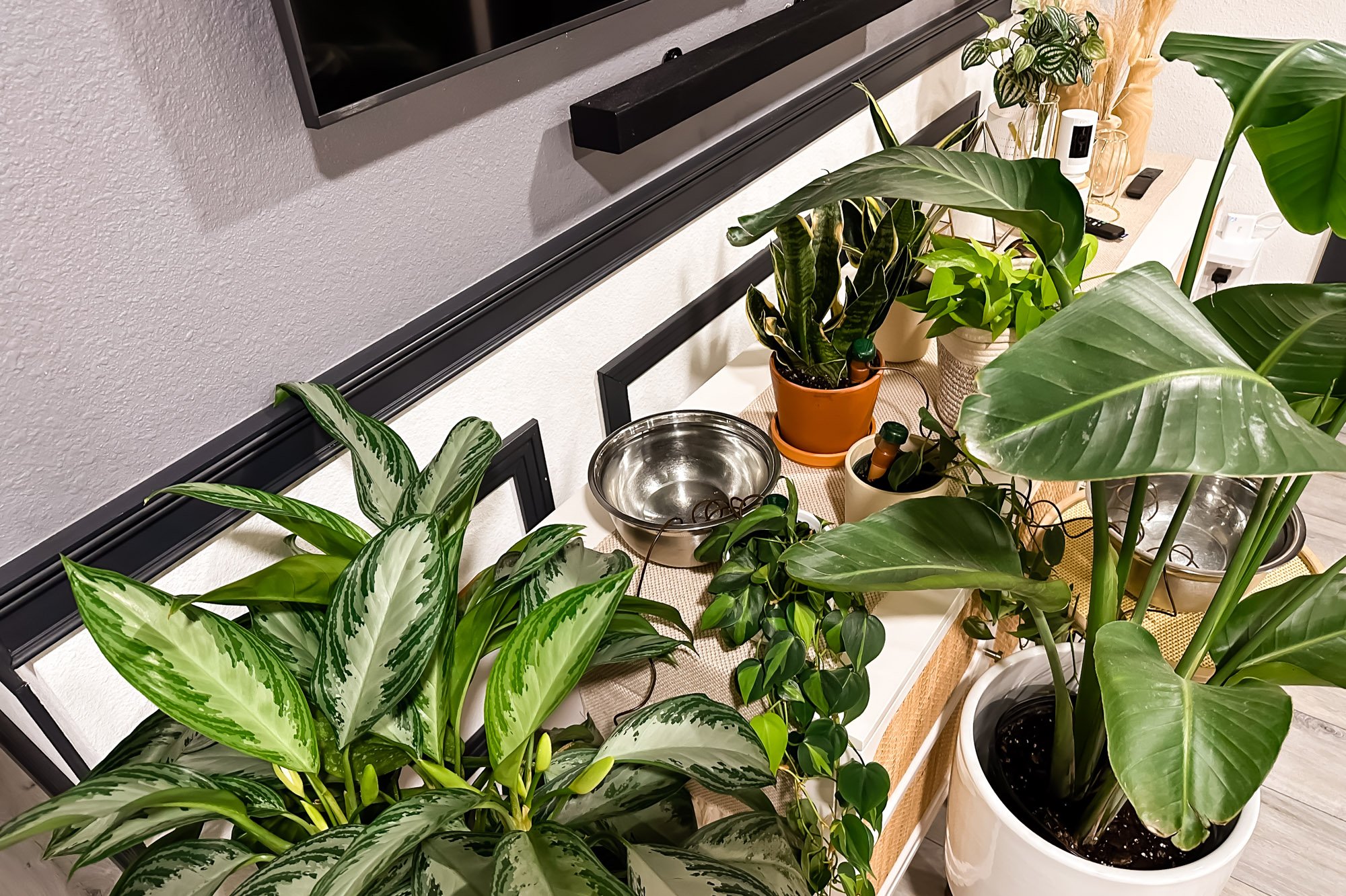 The Best and Easiest Way To Water Plants While on Vacation for Two Weeks Travel Pockets