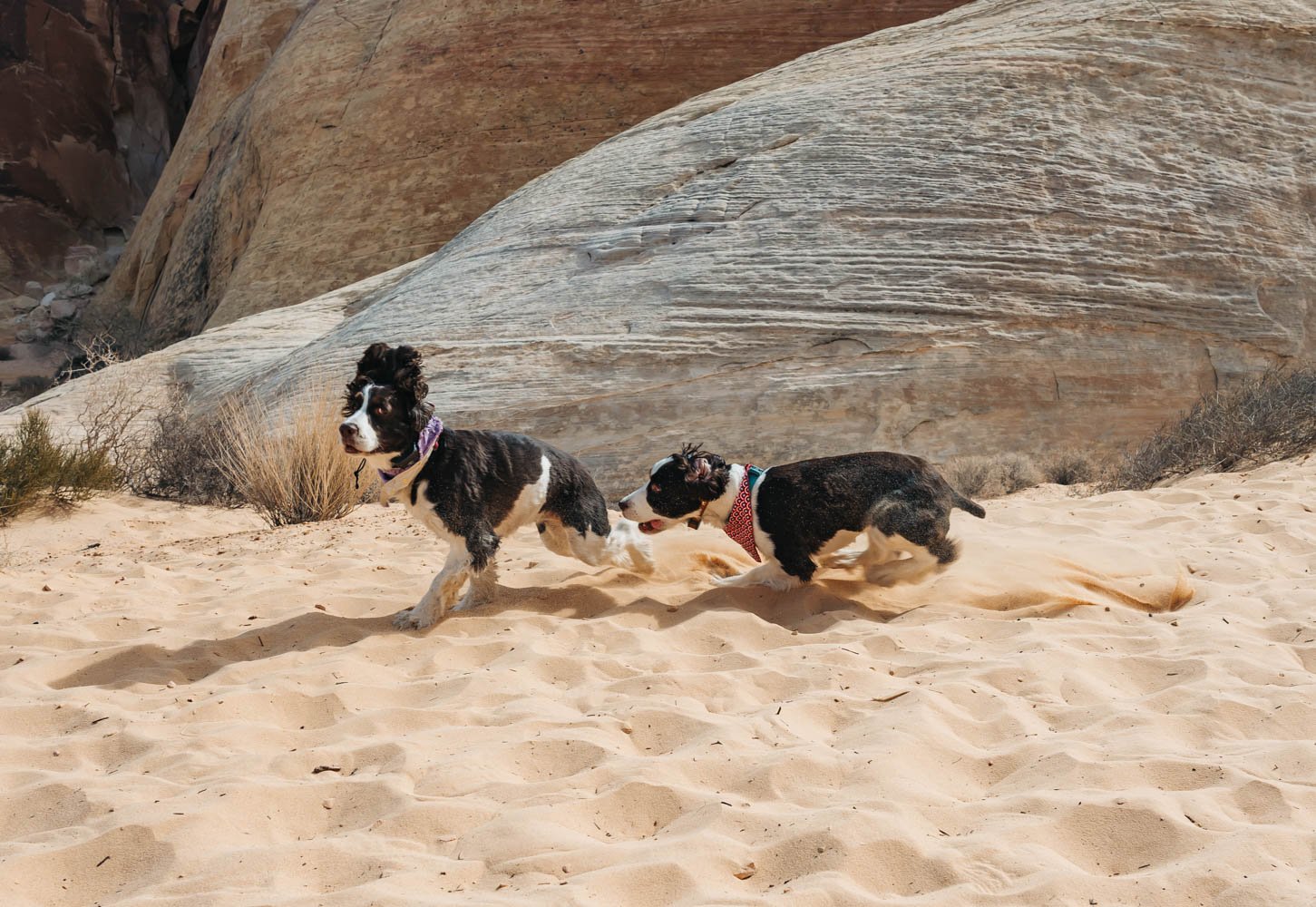 Fire Island Grill - Hikes Dogs Love