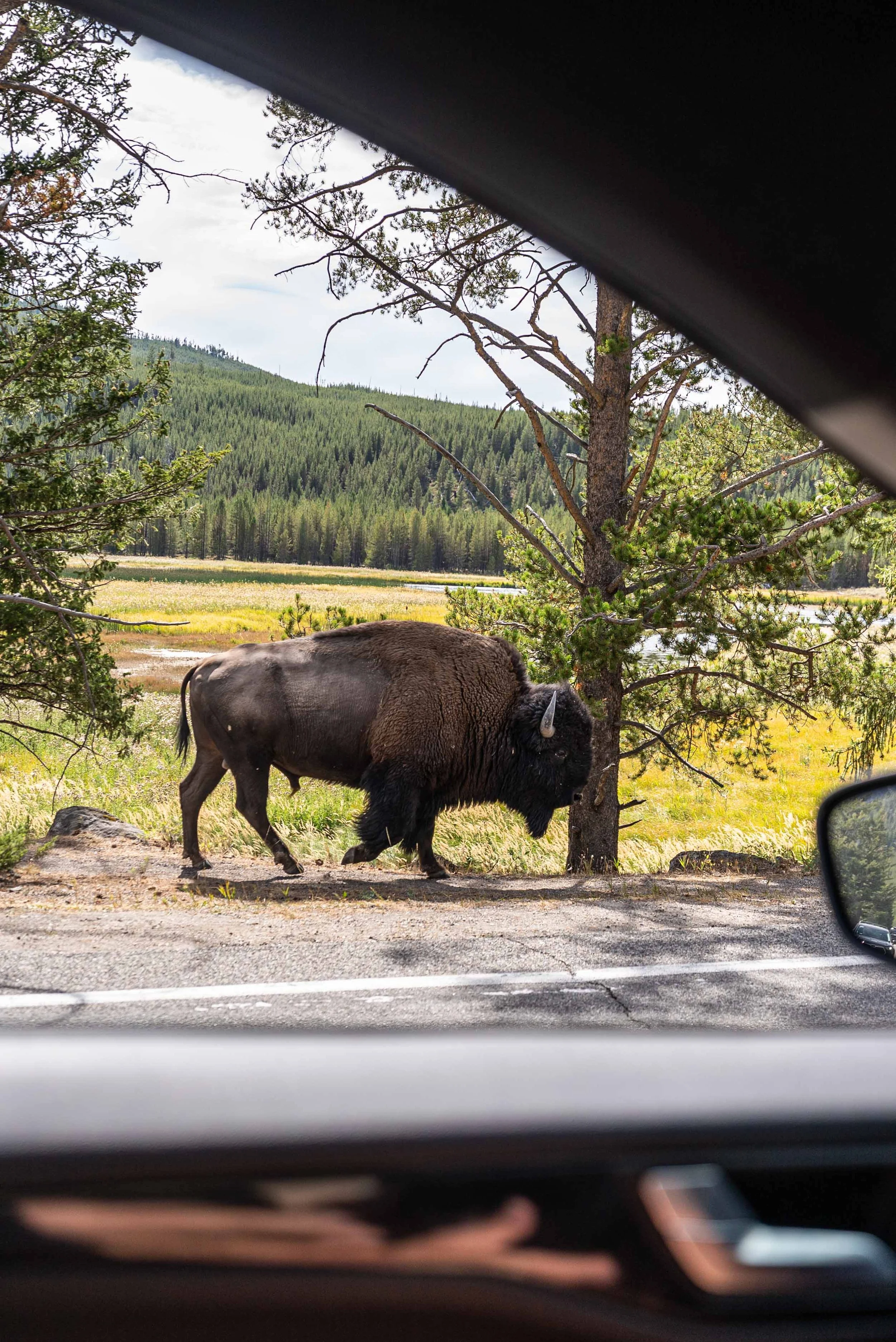 Bison walking next to car