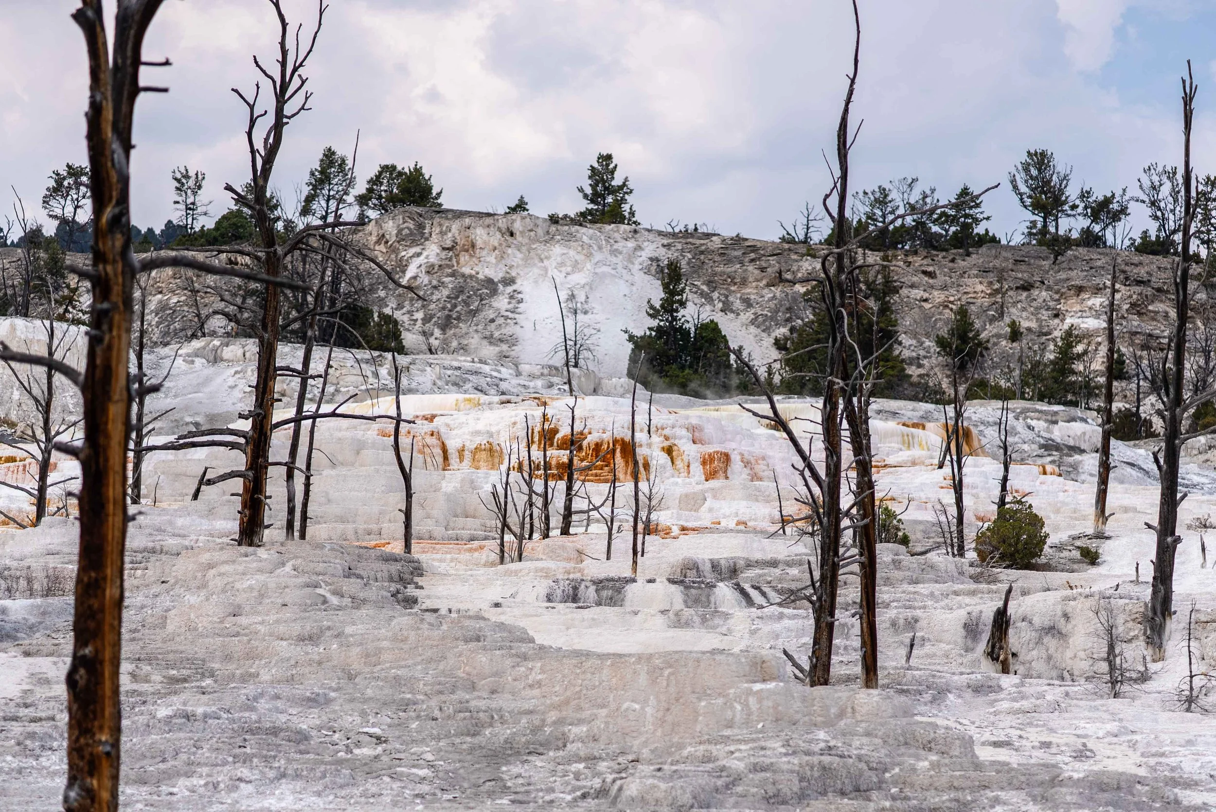 Mammoth Hot Springs