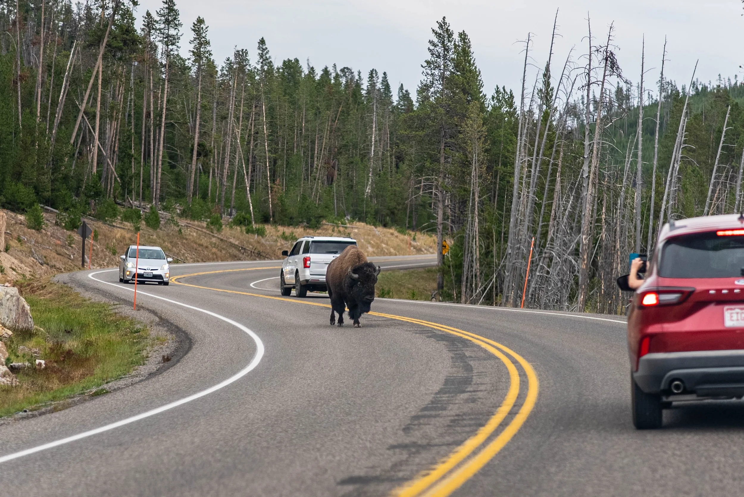 Bison walking in the middle of the road
