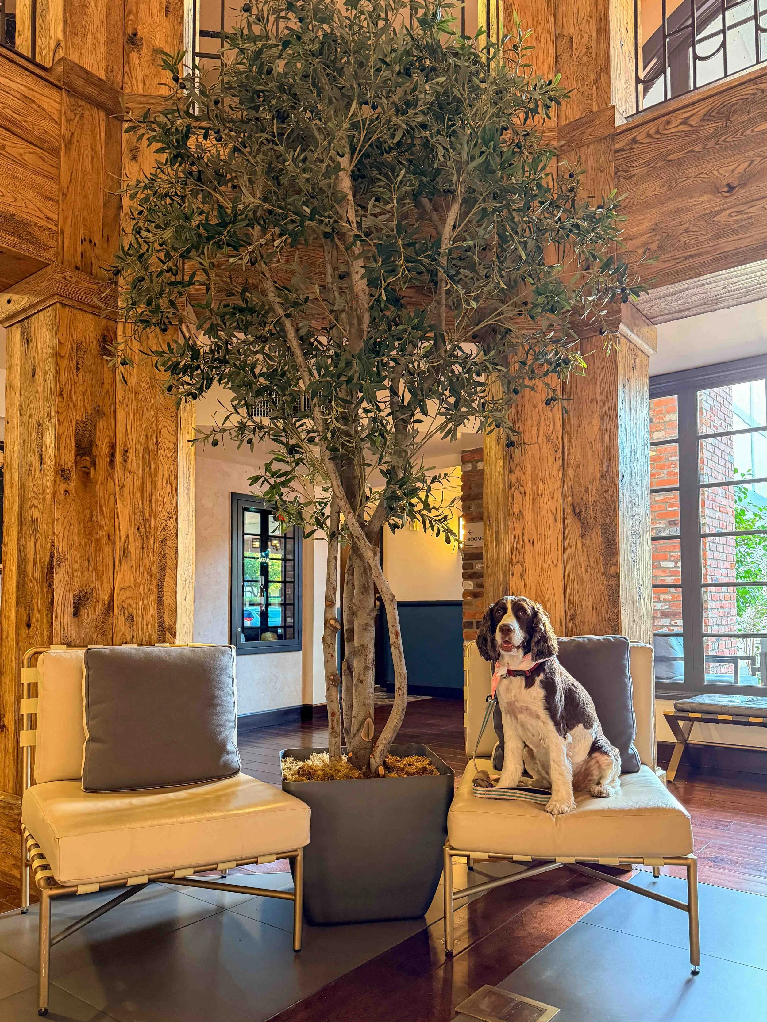 Corque hotel lobby with tree