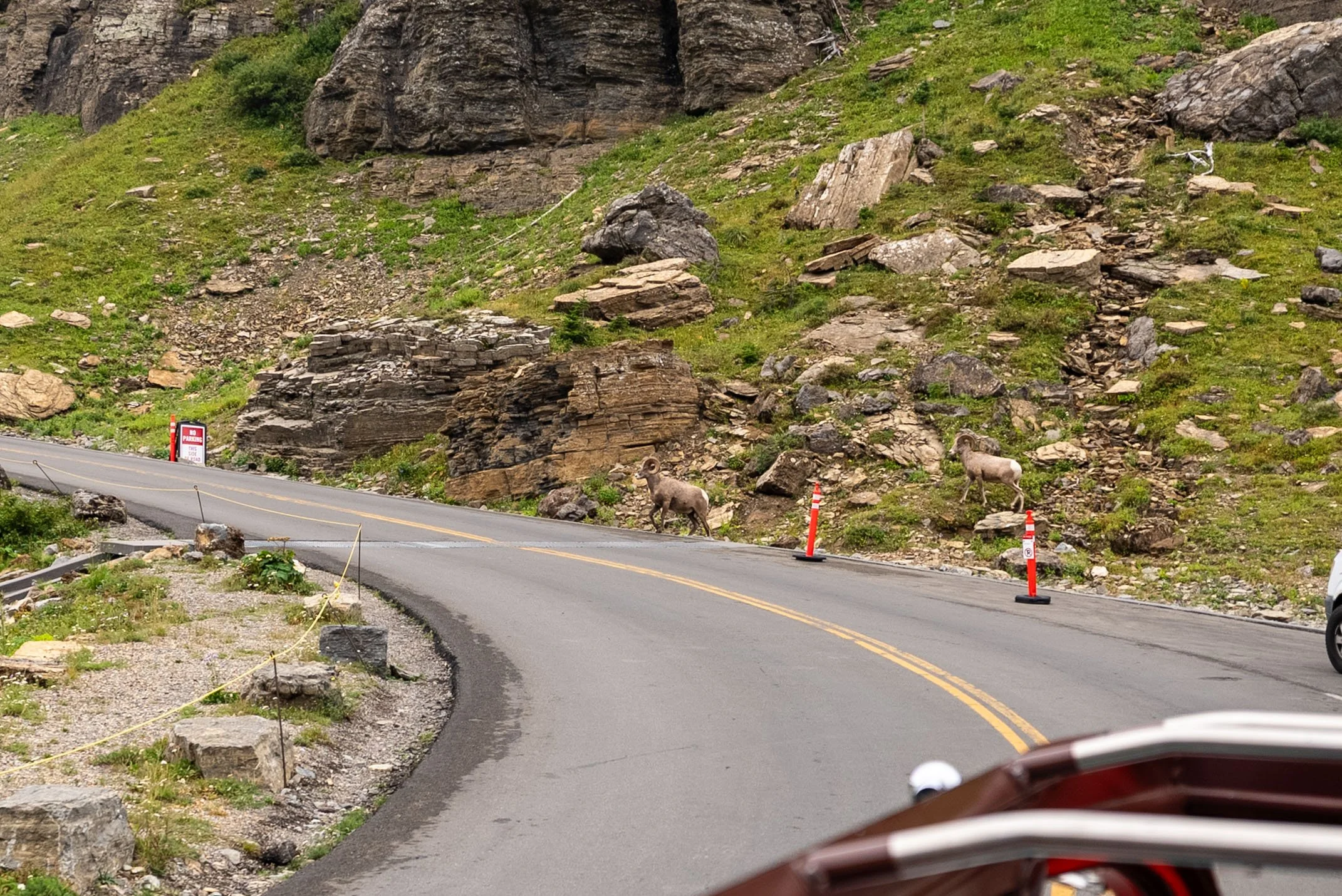 Two Big Horn Sheep crossing the road