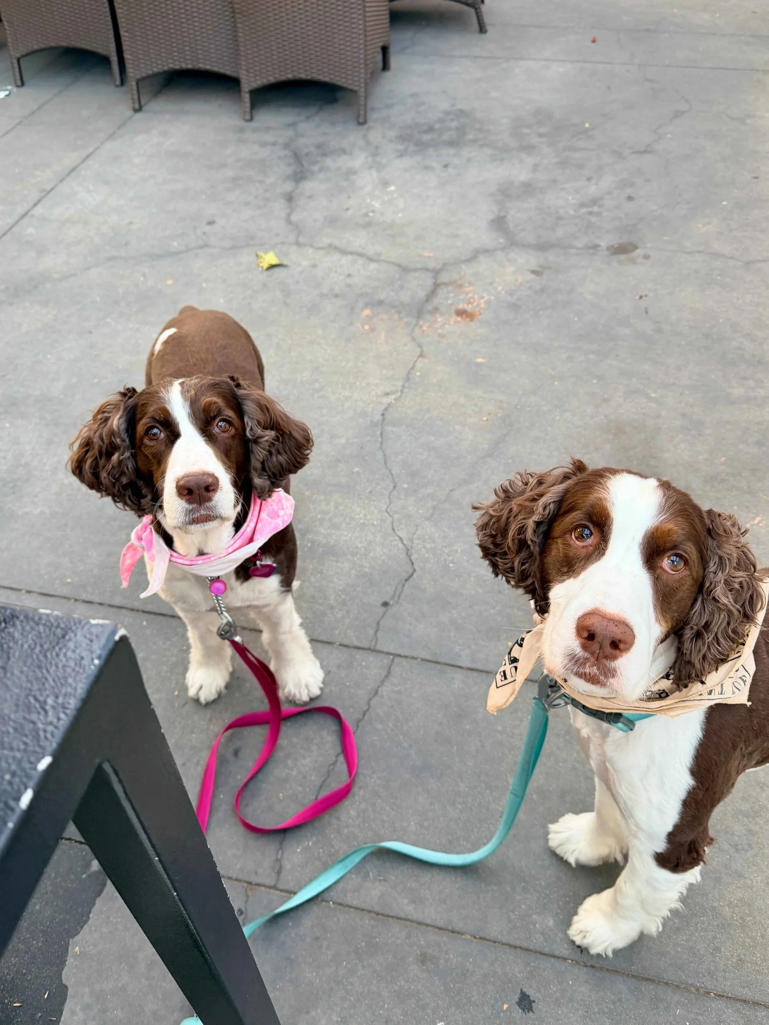 two english springer spaniels