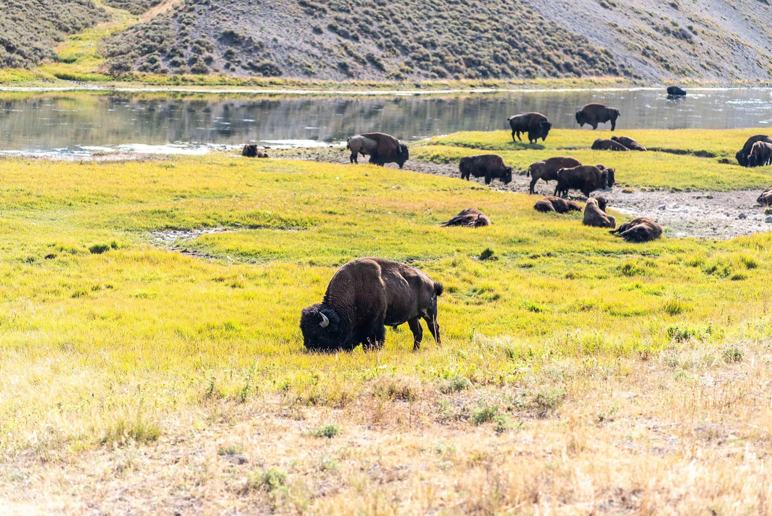 Lots of bison hanging around Hayden Valley